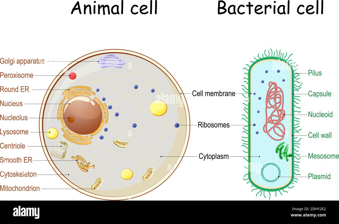 Confronto della struttura delle cellule batteriche e animali. Sezione trasversale e anatomia delle cellule. Tabella di biologia. Illustrazione vettoriale su sfondo bianco Illustrazione Vettoriale