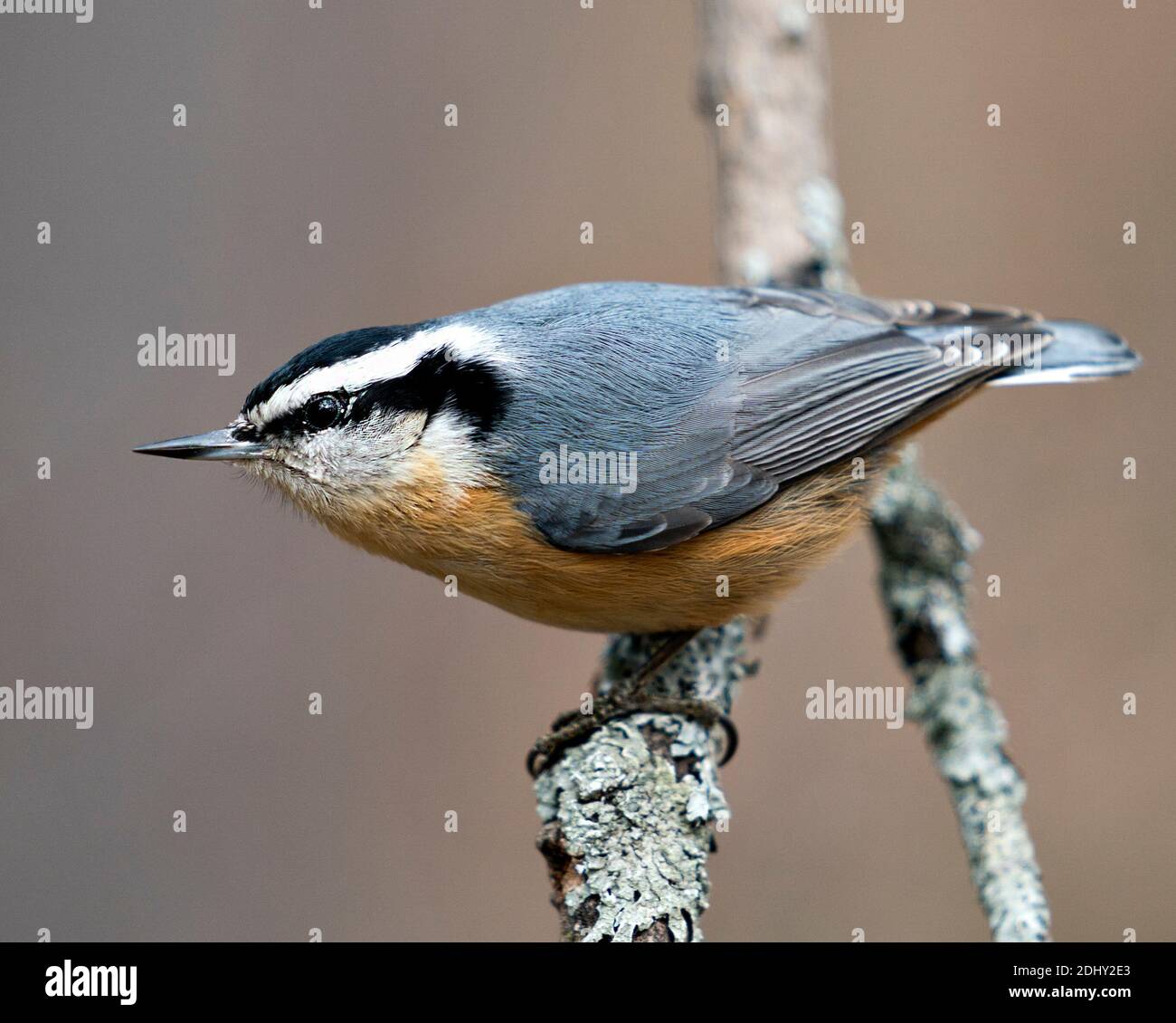 Nuthatch primo piano vista profilo appollaiato su un ramo di albero nel suo ambiente e habitat con uno sfondo sfocato, con piumaggio piuma. Foto Stock Nuthatch primo piano vista profilo appollaiato su un ramo di albero nel suo ambiente e habitat con uno sfondo sfocato, con piumaggio piuma. Foto Stock