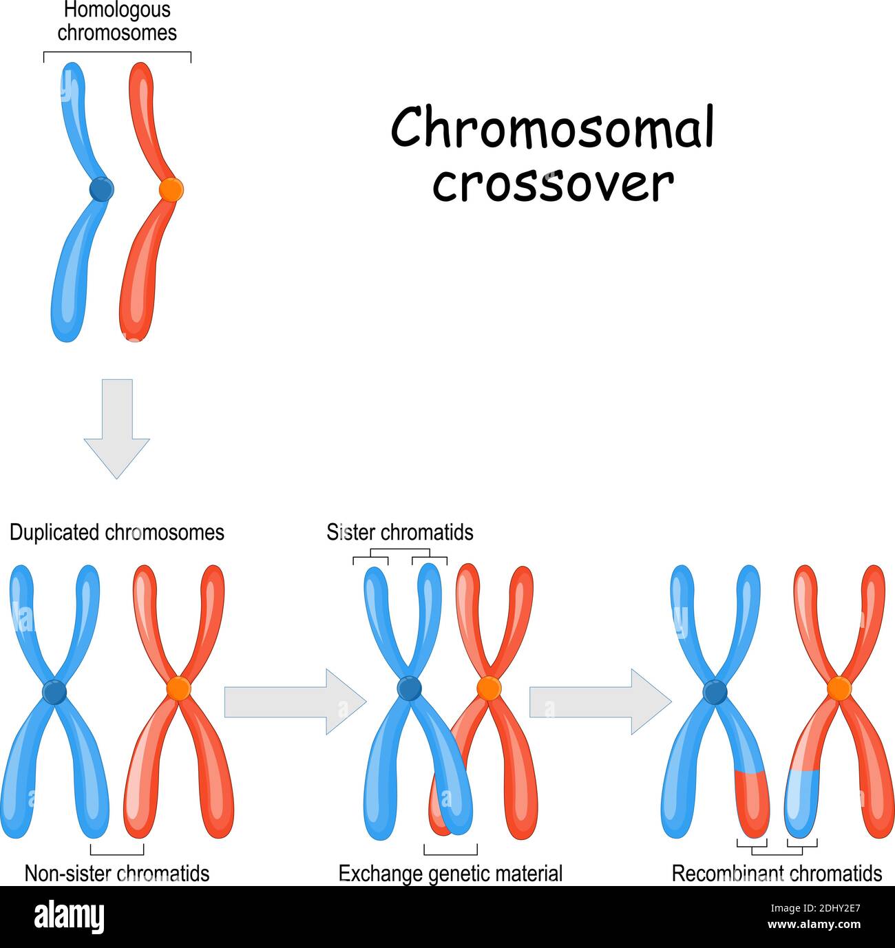 Crossover cromosomico. Cromosomi omologhi materni e paterni e materiale genetico di scambio in meiosi. Cromatidi gemellati e ricombinanti. Vettore Illustrazione Vettoriale