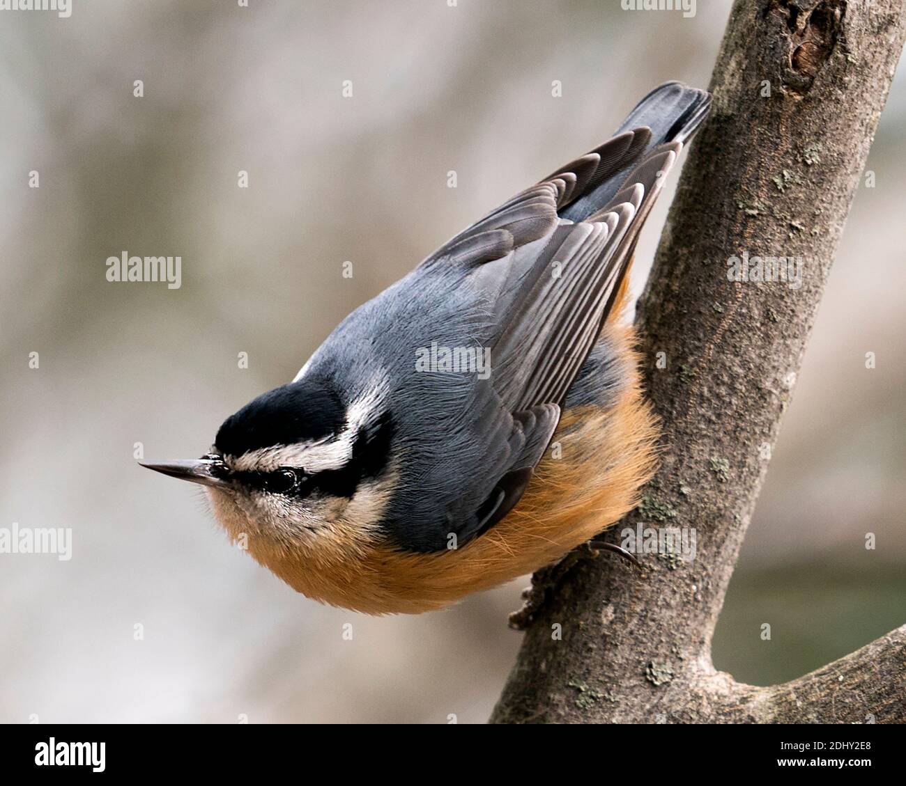 Nuthatch primo piano vista profilo appollaiato su un ramo di albero nel suo ambiente e habitat con uno sfondo sfocato, con piumaggio piuma. Immagine Foto Stock Nuthatch primo piano vista profilo appollaiato su un ramo di albero nel suo ambiente e habitat con uno sfondo sfocato, con piumaggio piuma. Immagine Foto Stock