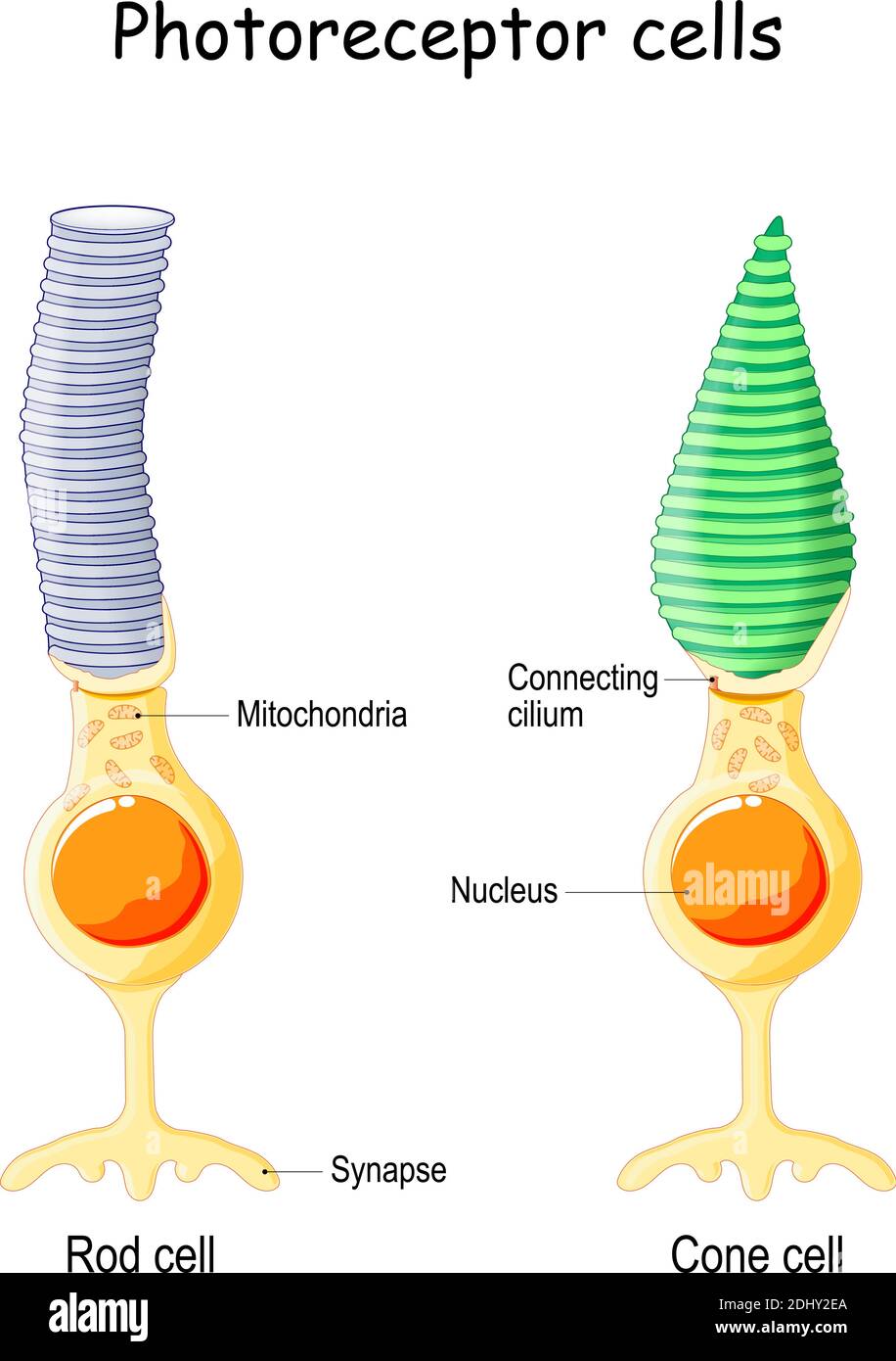 Anatomia del fotorecettore. Cellula di una retina nell'occhio. Le cellule coniche rispondono alla visione a colori e inviano segnali al cervello. Cella a barra Illustrazione Vettoriale