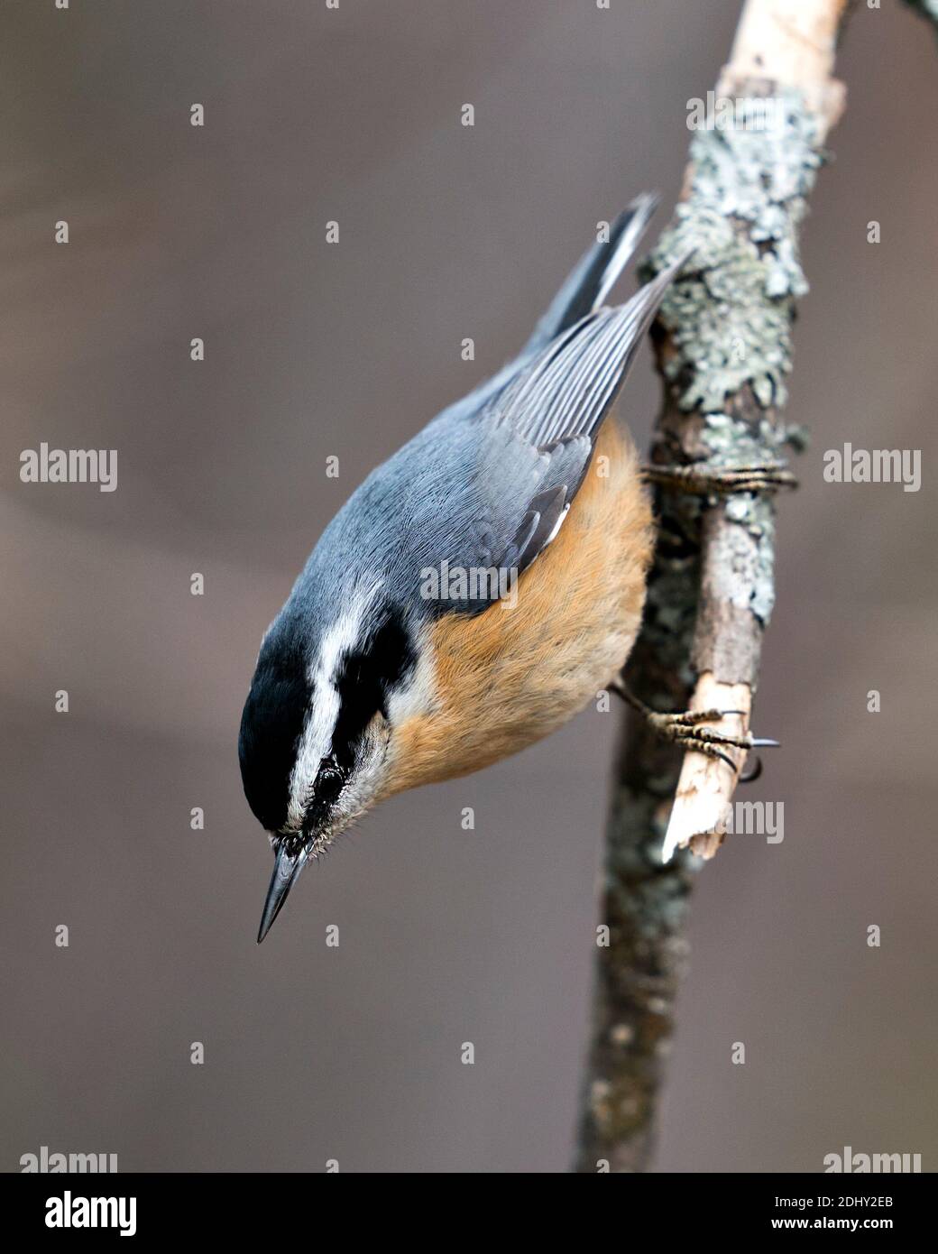 Nuthatch primo piano vista profilo appollaiato su un ramo di albero nel suo ambiente e habitat con uno sfondo sfocato, con piumaggio piuma. Immagine. Foto Stock Nuthatch primo piano vista profilo appollaiato su un ramo di albero nel suo ambiente e habitat con uno sfondo sfocato, con piumaggio piuma. Immagine. Foto Stock