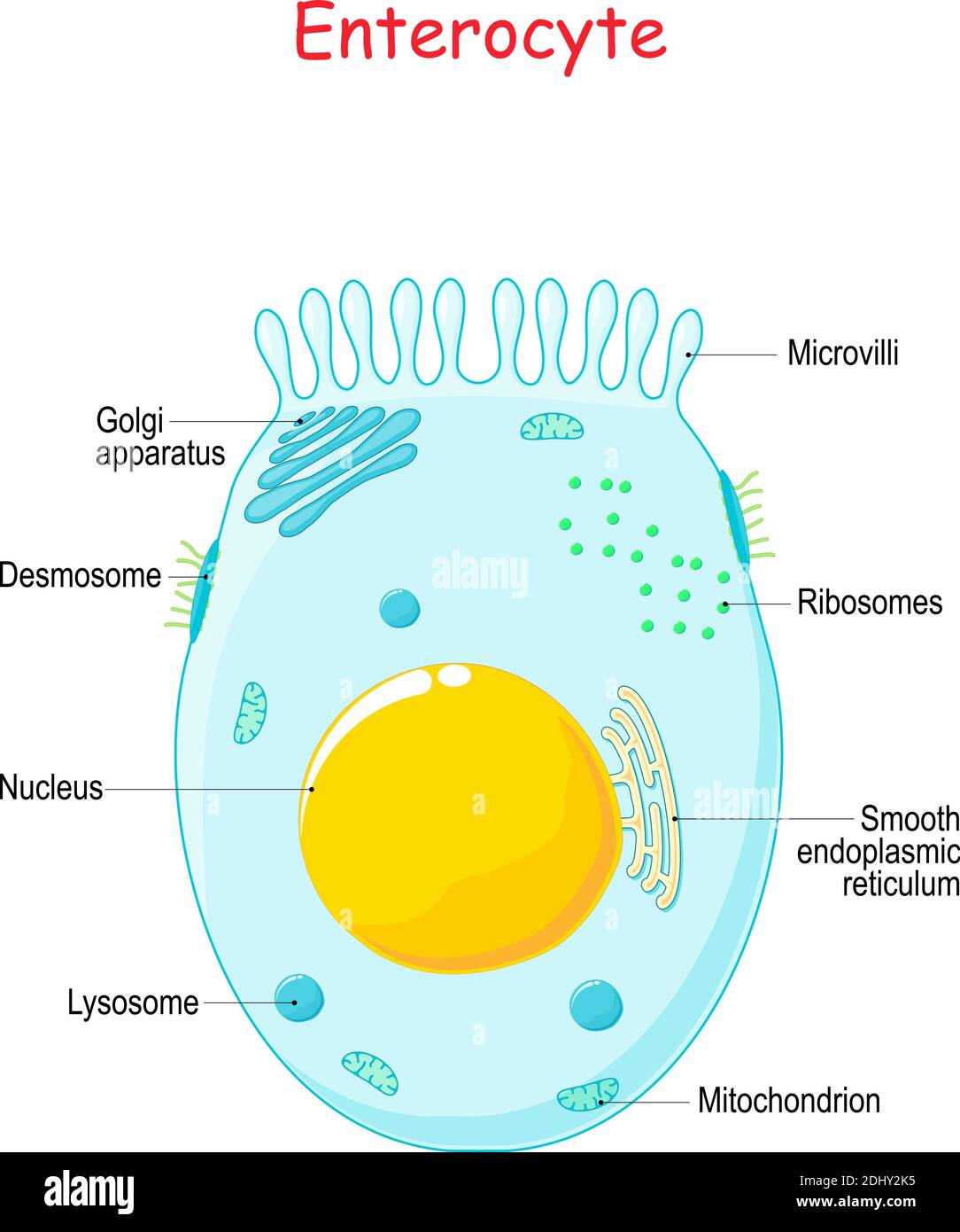 Enterocita. Cellula epiteliale assorbente intestinale con microvilli. Struttura dell'enterocita. Infografiche. Illustrazione vettoriale su sfondo bianco. Illustrazione Vettoriale