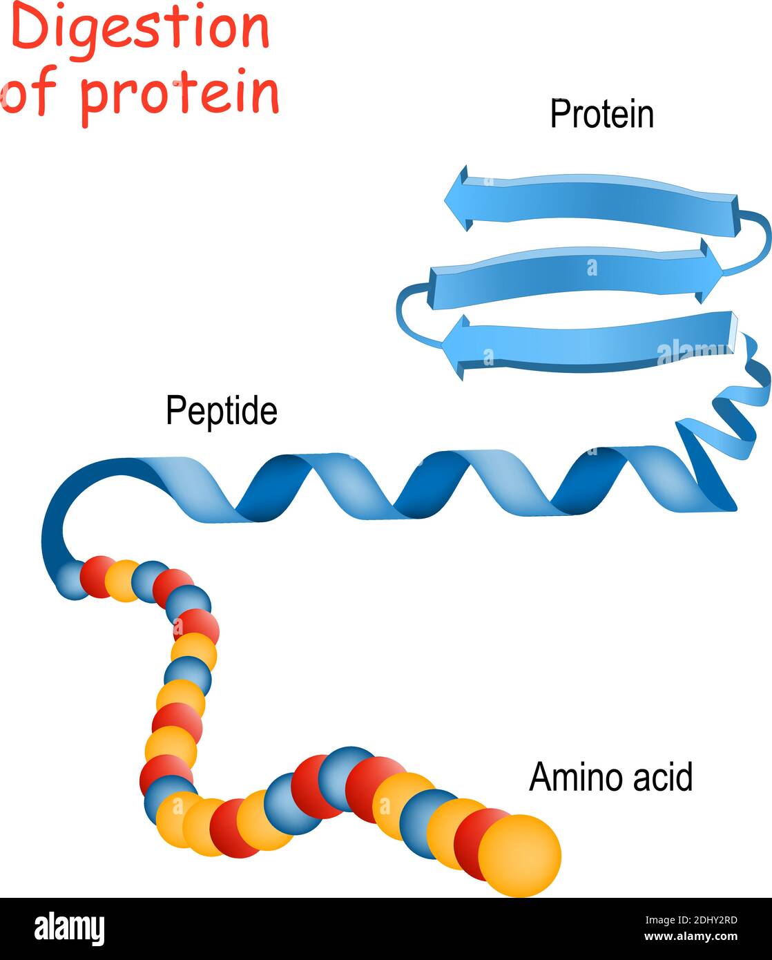 Struttura di proteina da amminoacido a peptide, e proteina. Primo piano della molecola proteica. Illustrazione vettoriale per medicina, biologia, scienza Illustrazione Vettoriale