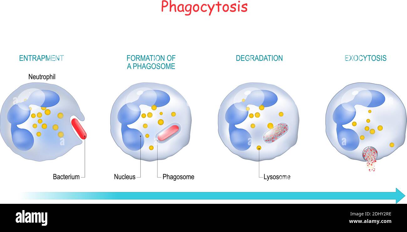 Fagocitosi. Neutrofili che utilizza la membrana plasmatica per ingolfato di un batterio. Da endocitosi a exocitosi. Schema educativo. Processo di digestione Illustrazione Vettoriale