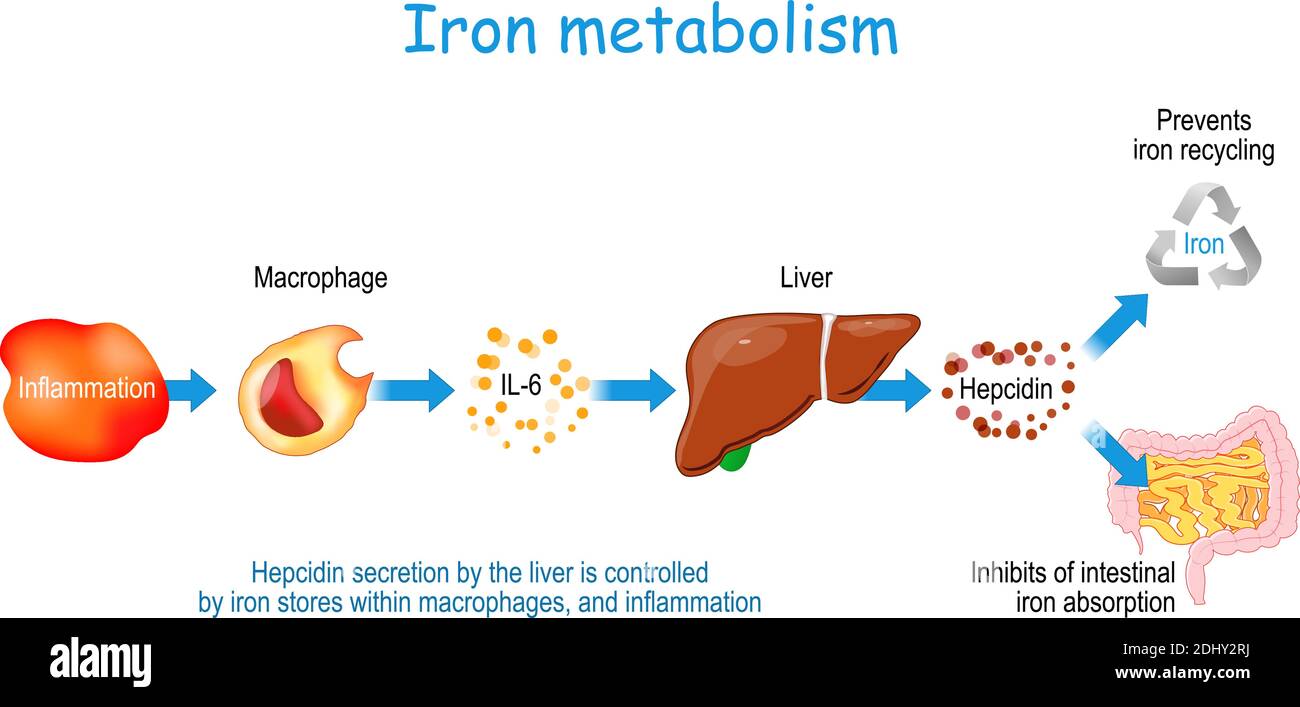 Hepcidin e metabolismo del ferro umano. La secrezione di Hepcidin da parte del fegato è controllata da depositi di ferro all'interno dei macrofagi, e l'infiammazione. Diagramma vettoriale Illustrazione Vettoriale