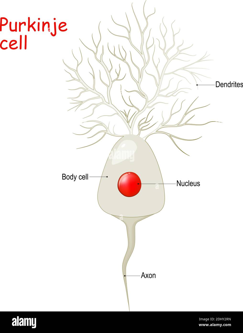 Anatomia cellulare Purkinje. Corpo cellulare con nucleo, dendriti e axone. Strato del cervelletto contiene i corpi delle cellule Purkinje Illustrazione Vettoriale