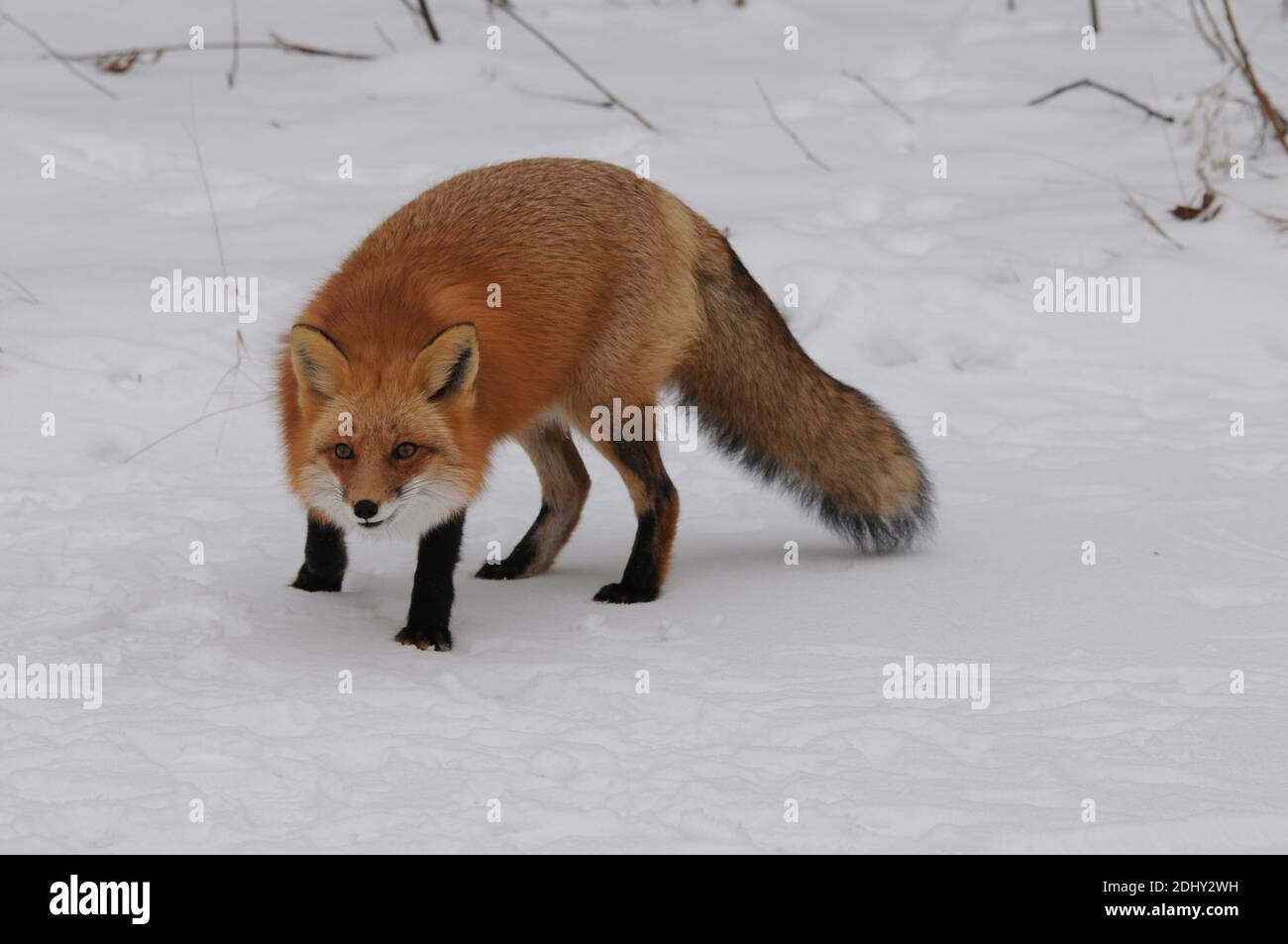 Volpe rossa guardando la macchina fotografica nella stagione invernale nel suo ambiente e habitat con fondo di neve che mostra la coda di volpe, pelliccia. Immagine FOX. Immagine. Foto Stock