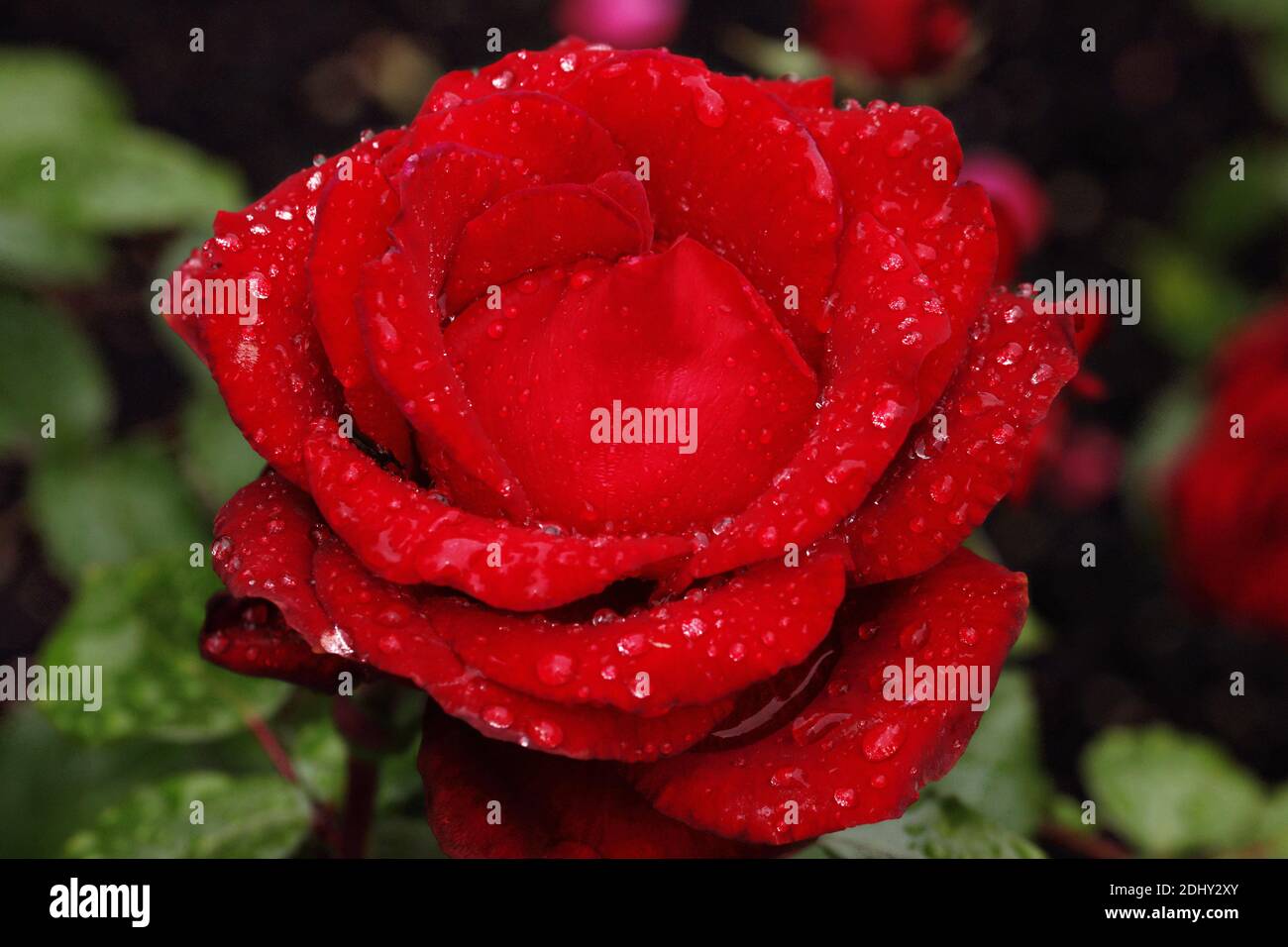 'Leslie's Dream' è un arbusto compatto, verticale, spinoso, deciduo che porta fiori rossi profumati, doppi e profondi. Foto Stock