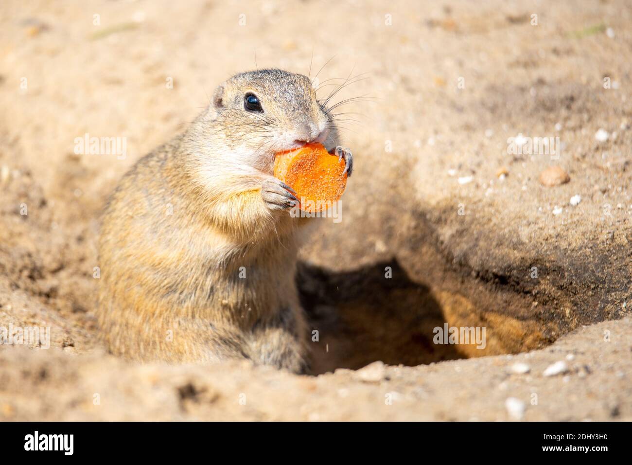 Scoiattolo di terra europeo, Spermophilus citellus, alias Souslik europeo. Piccolo roditore che mangia un piccolo pezzo di carota Foto Stock