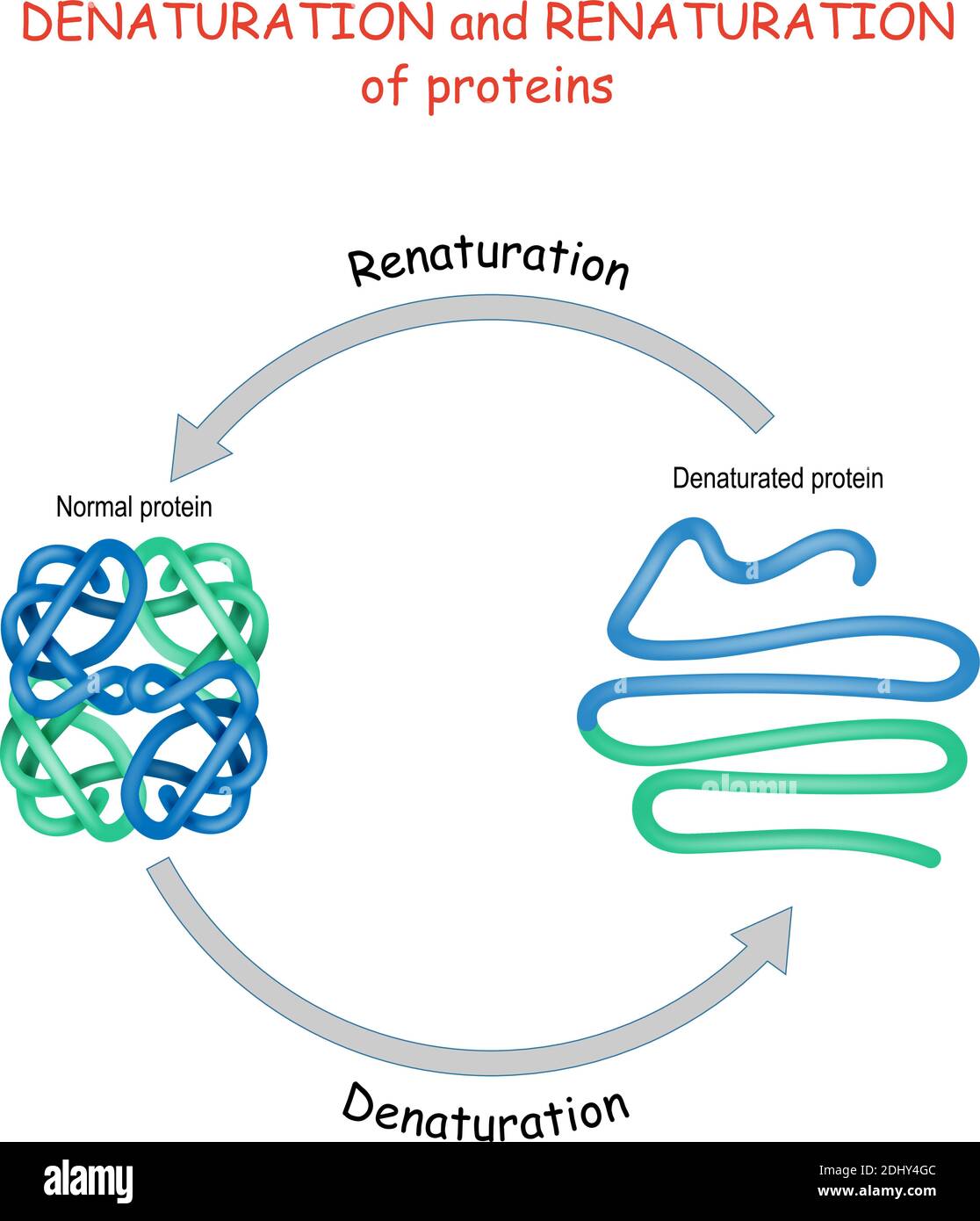 Processo di denaturazione e rinaturazione delle proteine. Diagramma vettoriale per la scienza, l'istruzione e l'uso medico. Illustrazione Vettoriale