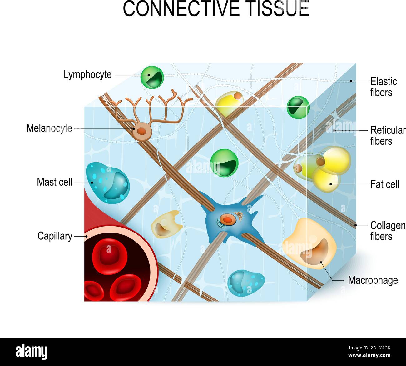 tessuto connettivo che supporta, lega o separa tessuti e organi più specializzati del corpo. Illustrazione Illustrazione Vettoriale