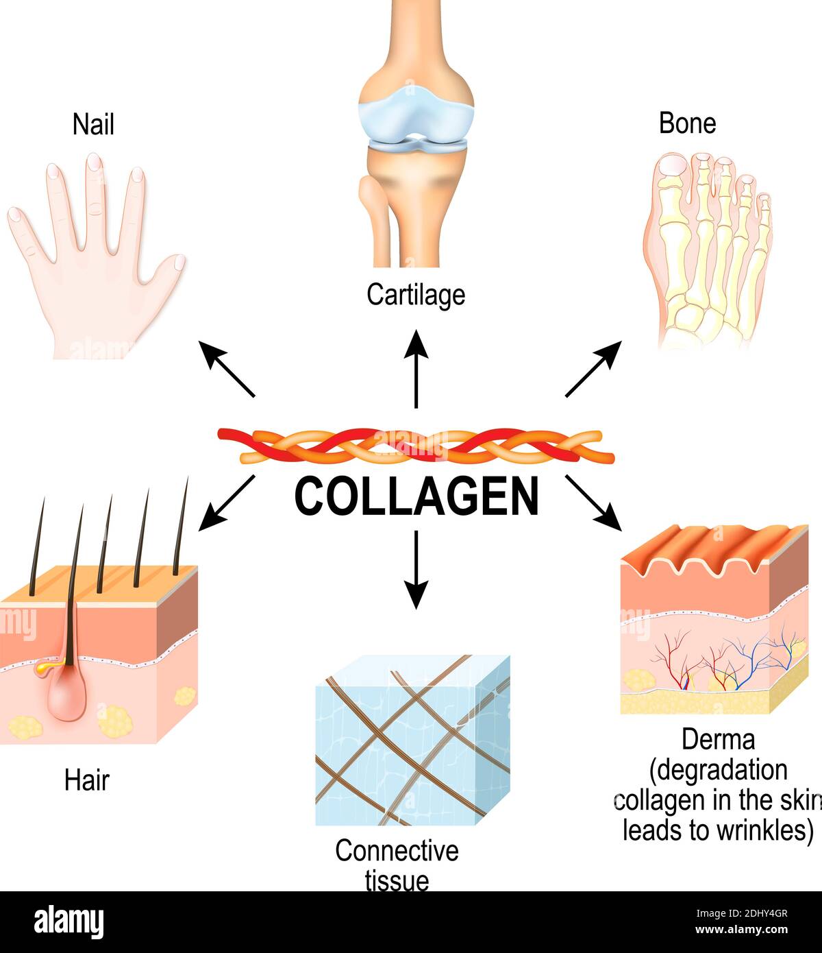 Il collagene è la principale proteina strutturale del: Tessuti connettivi, cartilagini, ossa, unghie, derma e capelli. Sintesi e tipi di collagene. Vettore Illustrazione Vettoriale
