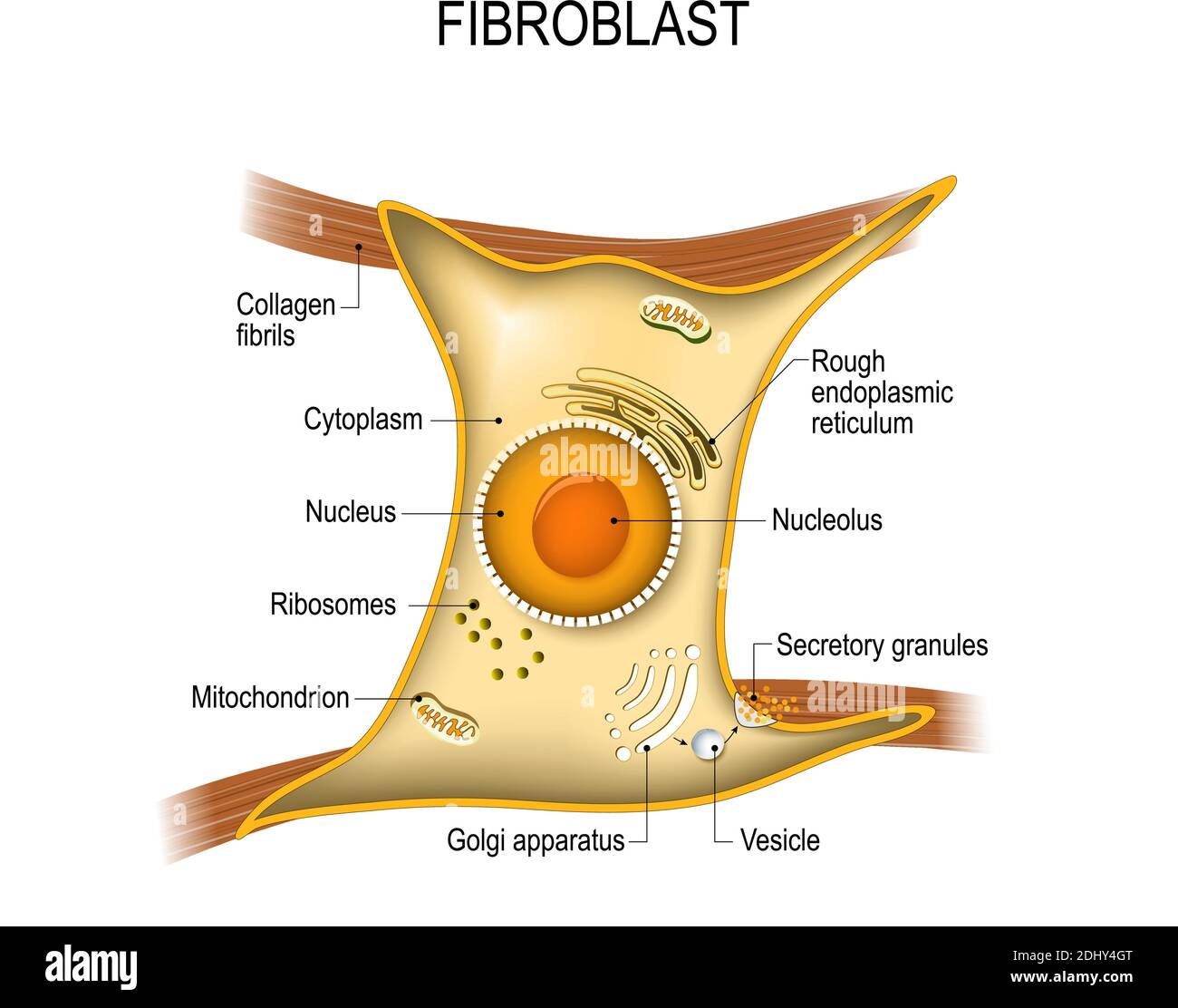 Il fibroblasto è una cellula dermica (vitale per la forza e l'elasticità della pelle). Struttura della cellula di fibroblasto. Illustrazione Vettoriale