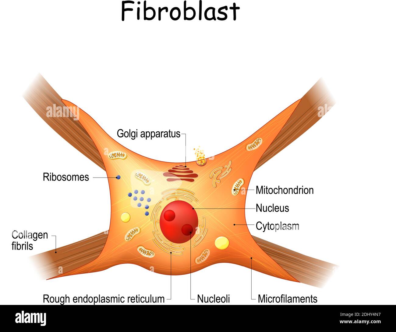 Struttura dei fibroblasti. Anatomia cellulare. Fibrille di collagene. Illustrazione vettoriale. Illustrazione Vettoriale