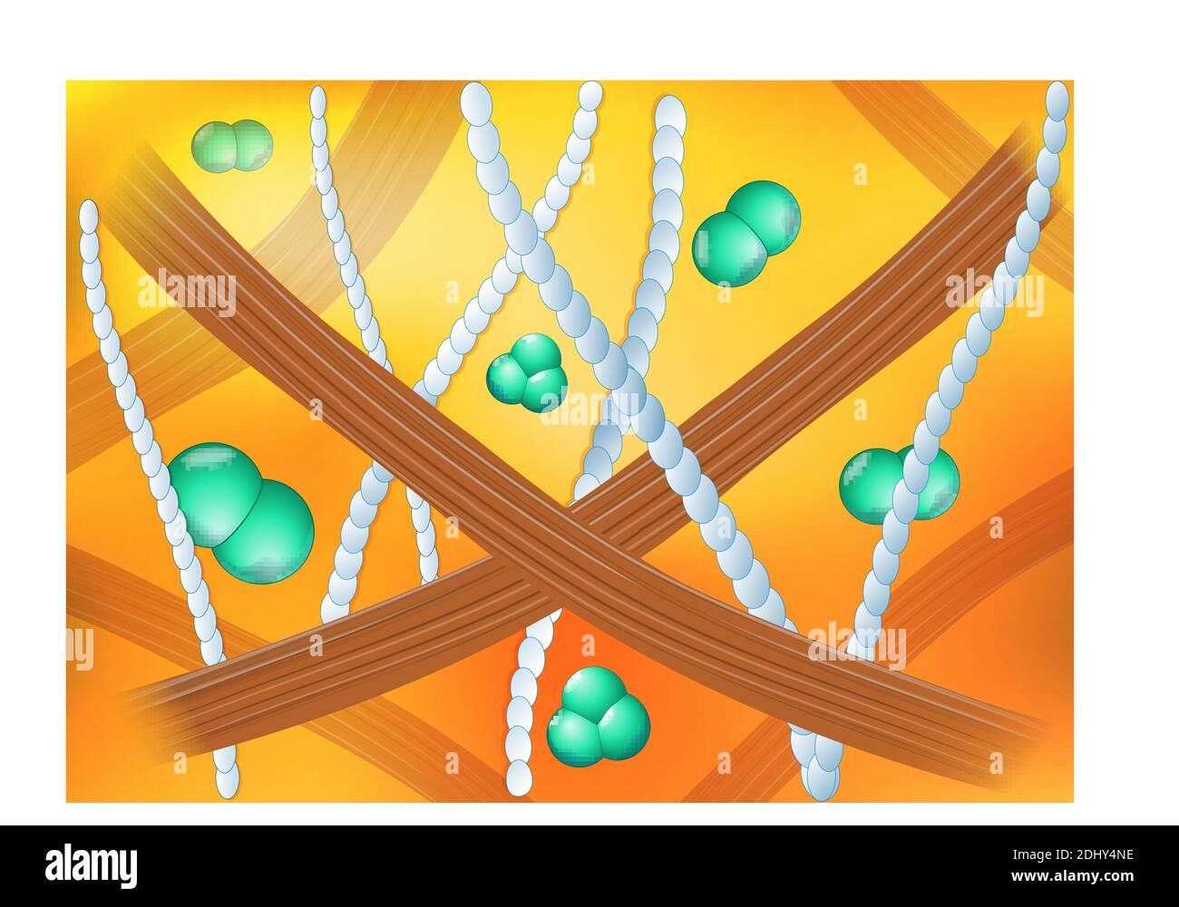 Collagene nello spazio extracellulare della pelle umana. Fibrille di collagene (marrone), elastina (bianco), acido ialuronico (verde). Background medico. Vettore Illustrazione Vettoriale