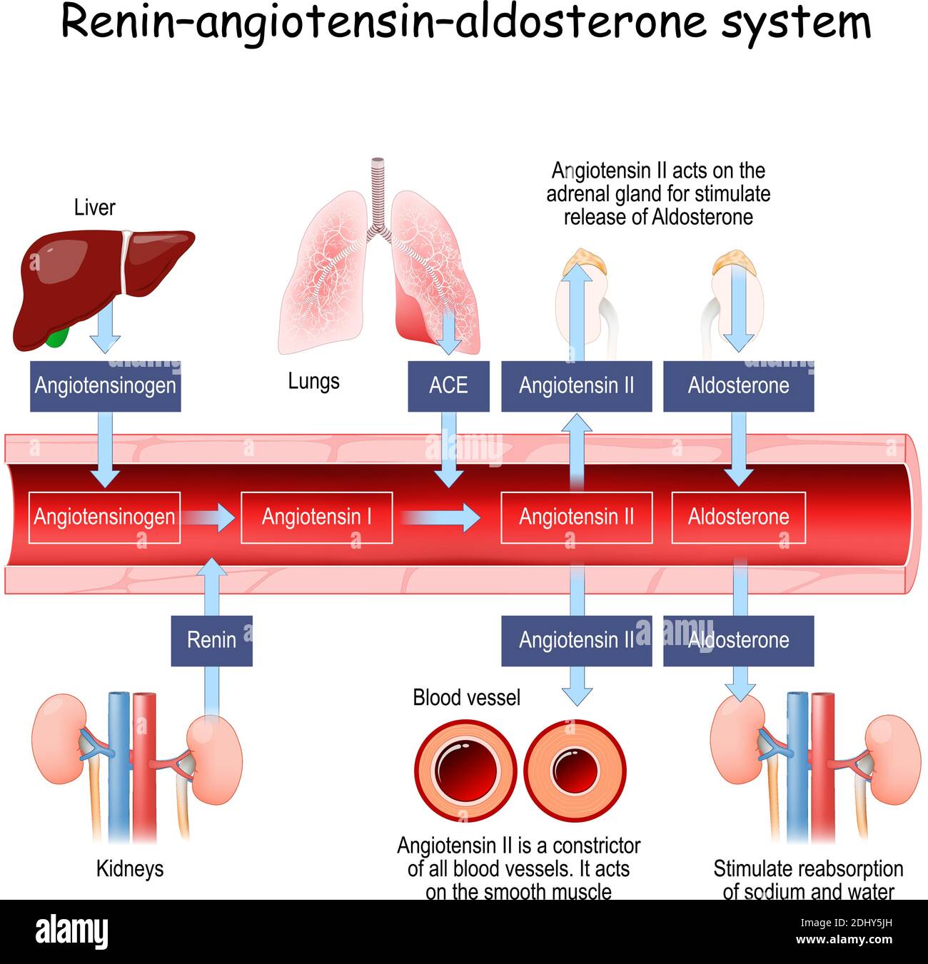 Sistema renina-angiotensina-aldosterone è un sistema fisiologico che regola la pressione sanguigna in risposta a variazioni del volume di sangue Illustrazione Vettoriale