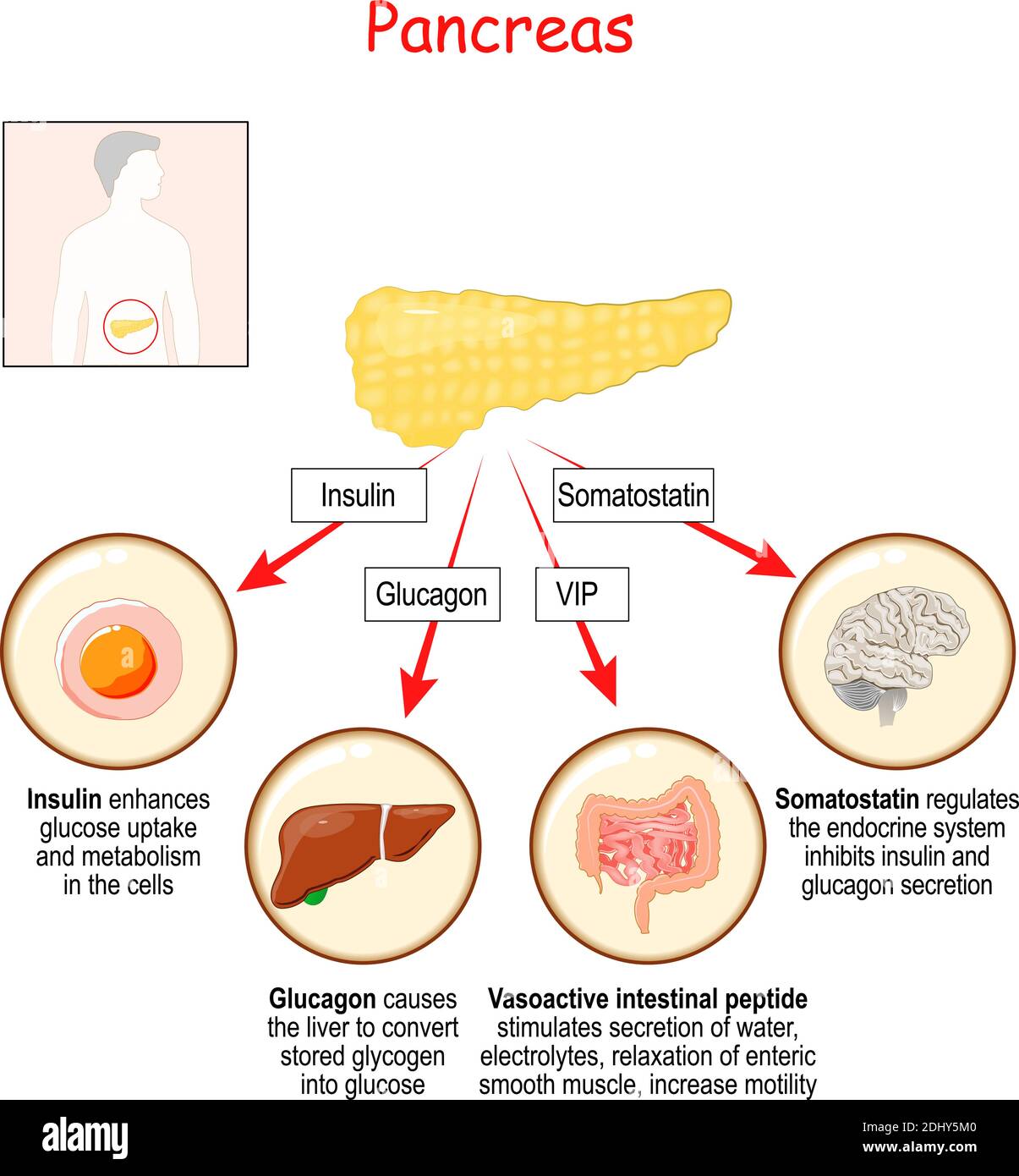 Ormoni della ghiandola pancreatica e degli organi umani che rispondono agli ormoni: Insulina, glucagone, somatostatina e peptide intestinale vasoattivo. Vettore Illustrazione Vettoriale