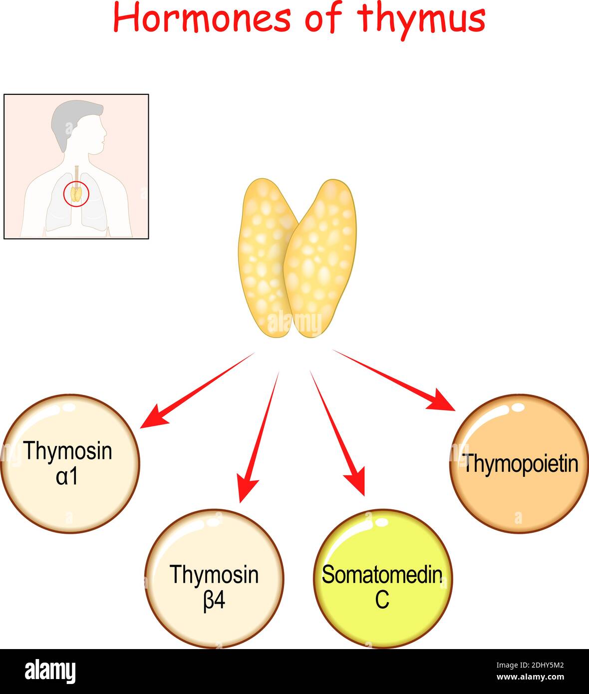 Ormoni prodotti dalla ghiandola del Timo. Timopoietina, fattore di crescita insulino-simile (IGF-1), o somatomedina C, timosina alfa e timosina beta. Vettore Illustrazione Vettoriale