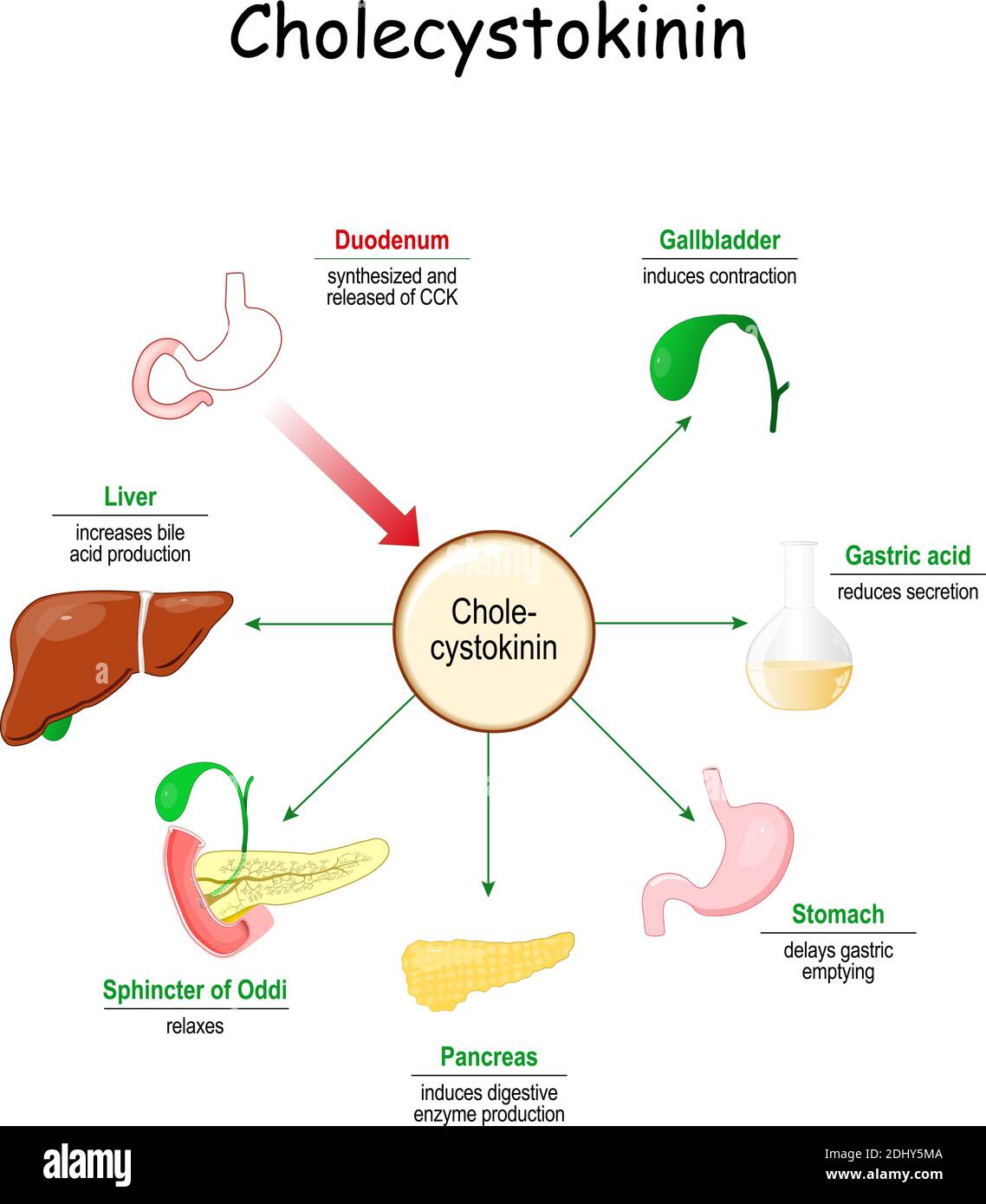 Effetti della colecistochinina sul tratto gastrointestinale. La colecistochinina è un ormone del duodeno e dell'intestino tenue Illustrazione Vettoriale