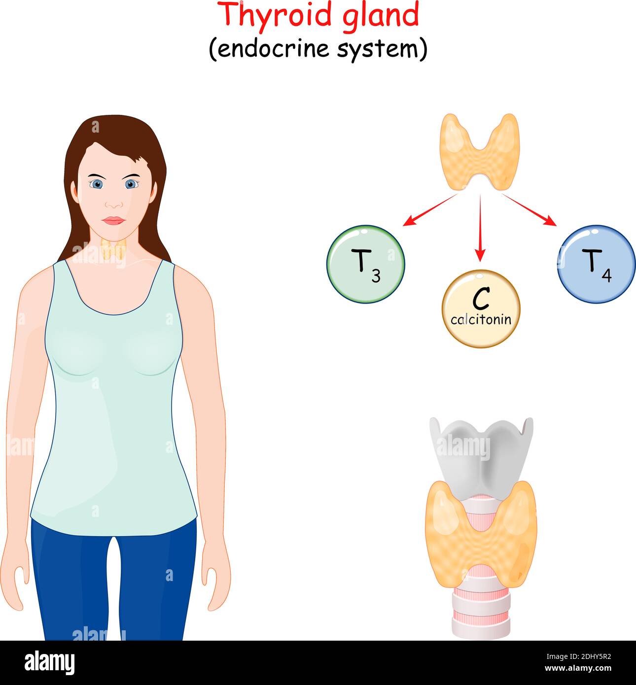 ormoni della ghiandola tiroidea. Infografiche del sistema endocrino umano. Diagramma vettoriale Illustrazione Vettoriale