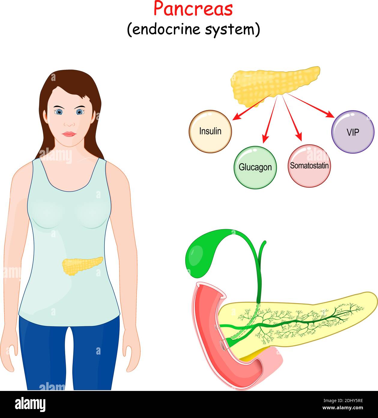 pancreas. organo digestivo, e parte di un sistema endocrino. Struttura, posizione e funzione del pancreas Illustrazione Vettoriale