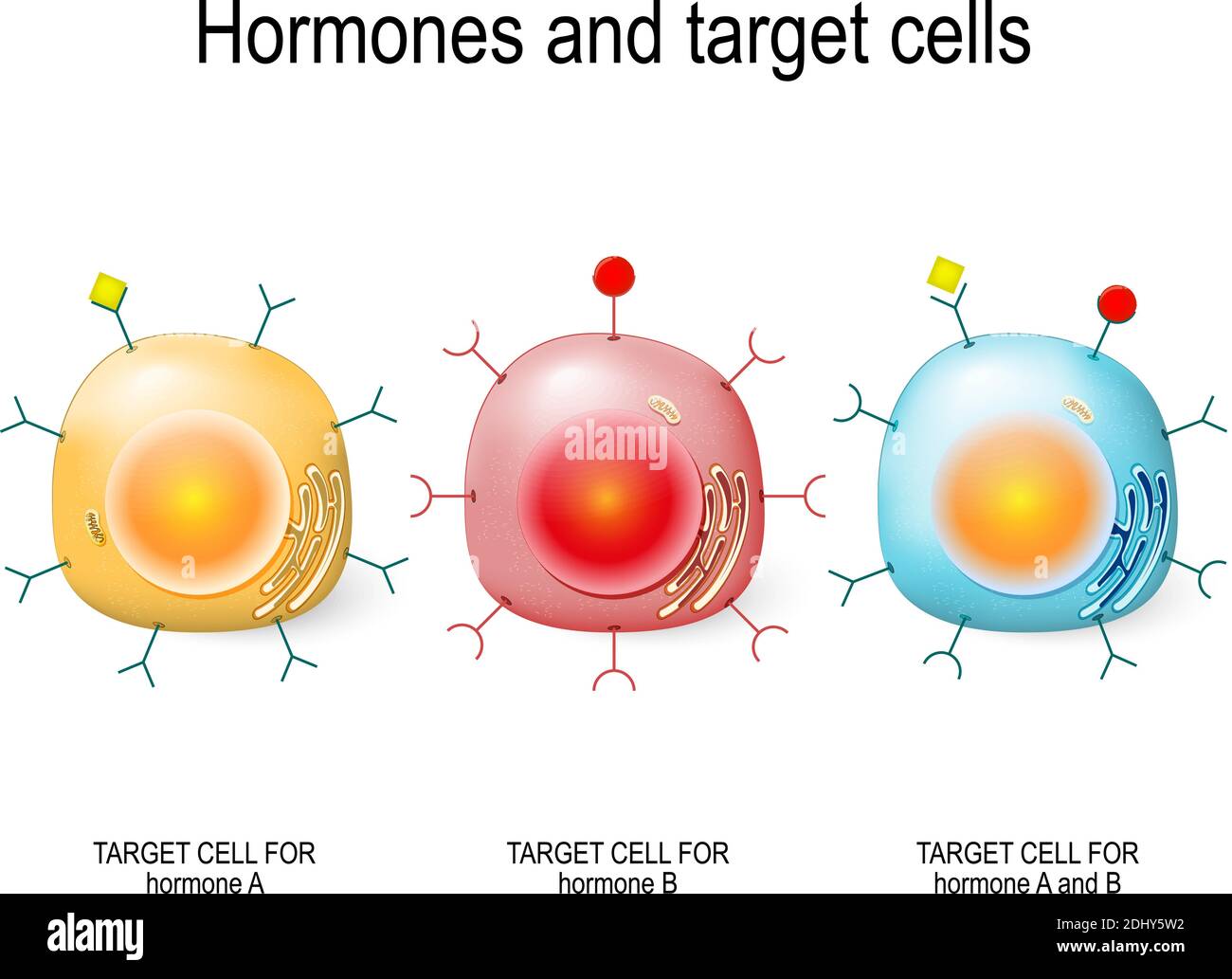 Ormoni, recettori e cellule bersaglio. Ogni tipo di ormone è progettato solo alcune cellule. Illustrazione Vettoriale