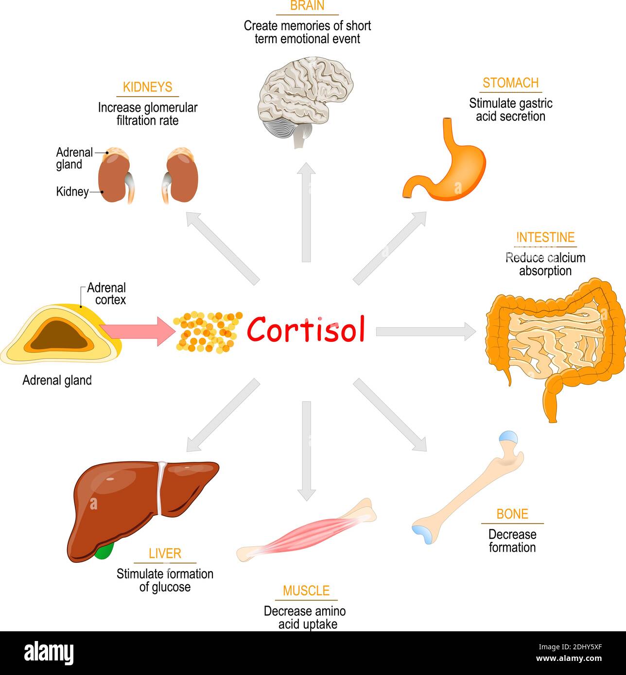 Cortisolo. Effetti sulla salute. Risposta metabolica e immunitaria ormone steroide glucocorticoide Illustrazione Vettoriale