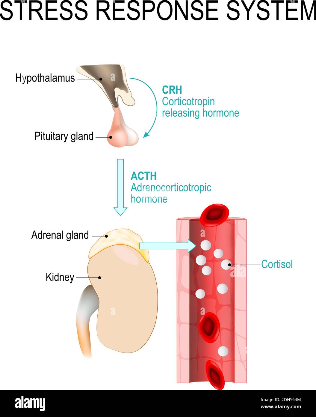 sistema di risposta allo stress. la risposta al combattimento o al volo è una reazione fisiologica che si verifica in risposta alla minaccia alla vita. diagramma vettoriale Illustrazione Vettoriale