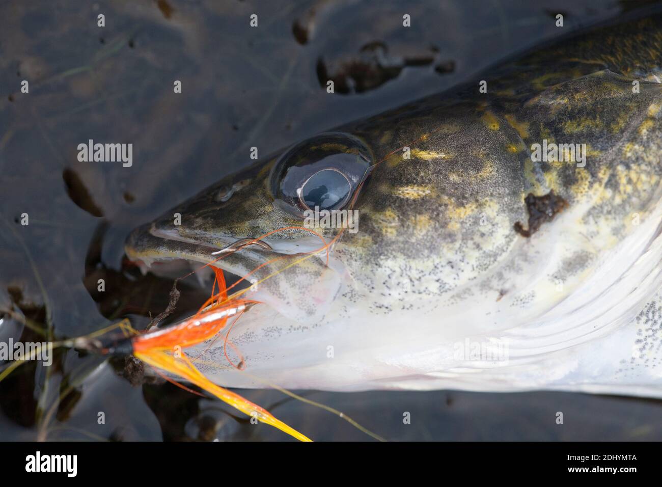 Questo piccolo walleye probabilmente lavato sopra la diga di Hauser e, con il relativo parente, rappresenta una minaccia alla pesca della trota del nastro blu nel fiume Missouri. Foto Stock