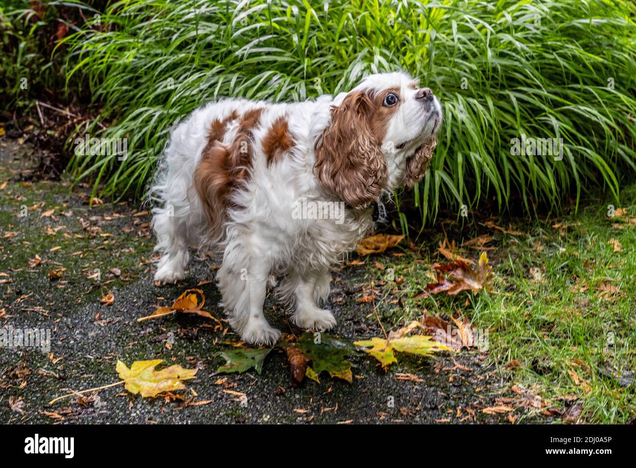 Issaquah, Washington, Stati Uniti. Mandy, un re Cavalier Charles Spaniel, sul suo vialetto in autunno Foto Stock