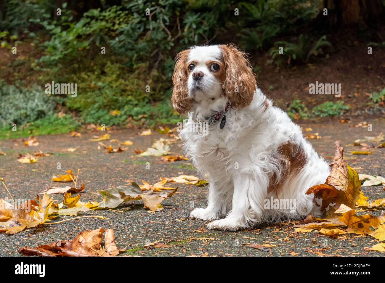 Issaquah, Washington, Stati Uniti. Mandy, un re Cavalier Charles Spaniel, sul suo vialetto in autunno Foto Stock