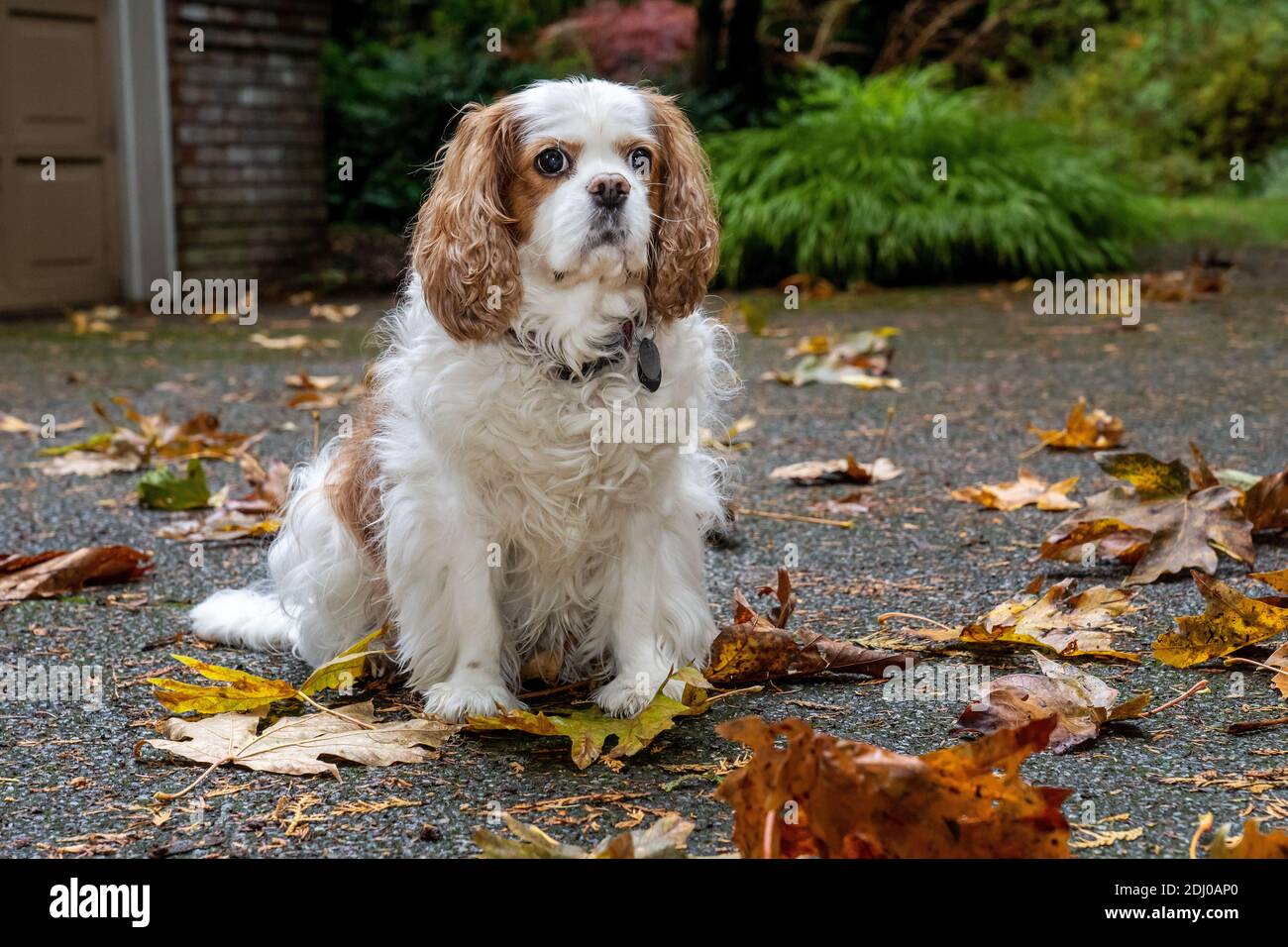 Issaquah, Washington, Stati Uniti. Mandy, un re Cavalier Charles Spaniel, sul suo vialetto in autunno Foto Stock