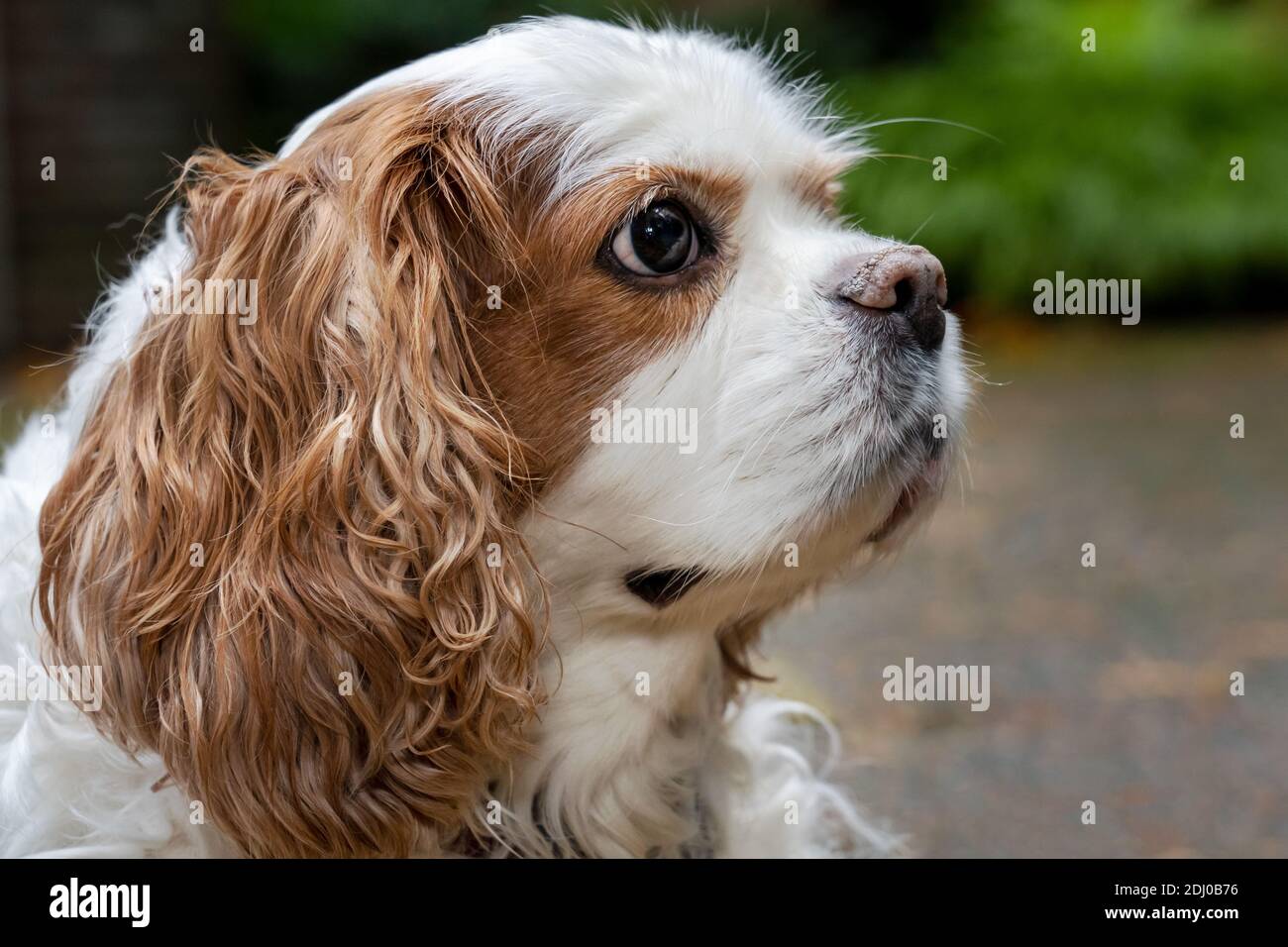 Issaquah, Washington, Stati Uniti. Mandy, un re Cavalier Charles Spaniel, sul suo vialetto in autunno Foto Stock