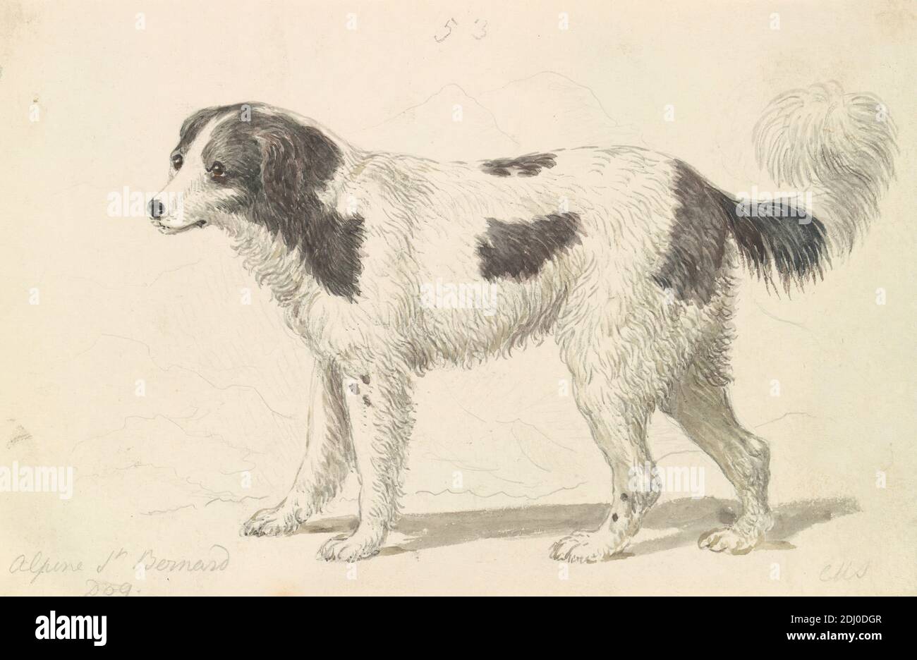 The Alpine, o Great St. Bernard Dog, Charles Hamilton Smith, 1776–1859, Belga, ca. 1837, acquerello, penna e inchiostro grigio, e grafite su media, leggermente testurizzata, crema, carta wove, foglio: 4 1/4 × 6 1/2 pollici (10.8 × 16.5 cm), arte animale Foto Stock