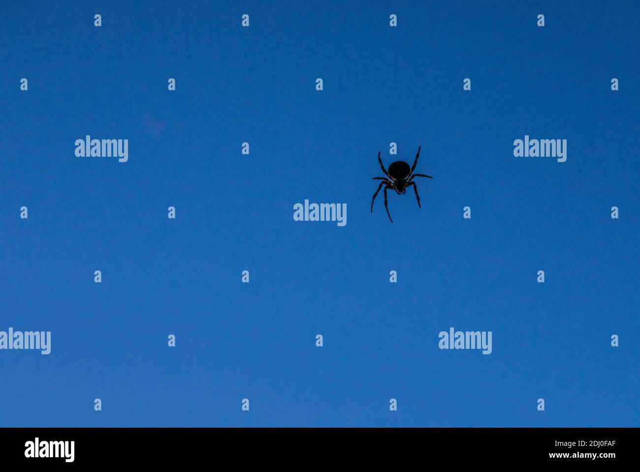 Un ragno su una rete contro un cielo blu, Stato di Washington occidentale, Stati Uniti. Foto Stock