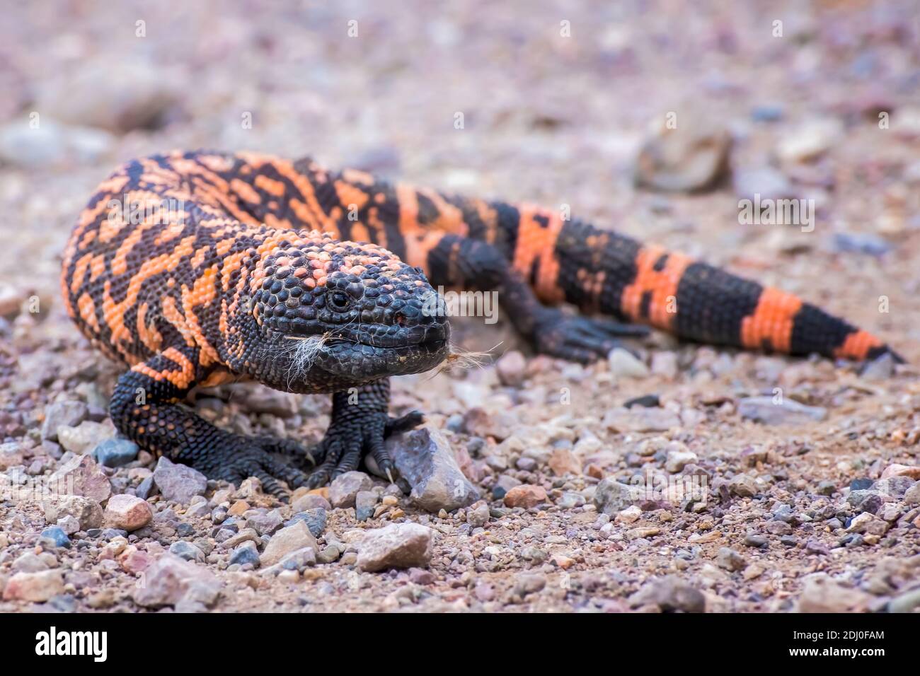 Primo piano su basso angolo venomous Gila Monster lucertola in piedi su strada sterrata in Arizona. Foto Stock