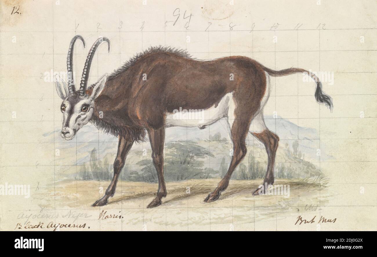 Sable Antelope, Charles Hamilton Smith, 1776–1859, belga, ca. 1837, acquerello, penna e inchiostro nero e grafite su carta media, liscia, bianca, wove, foglio: 4 3/16 × 6 11/16 pollici (10.6 × 17 cm), arte animale Foto Stock