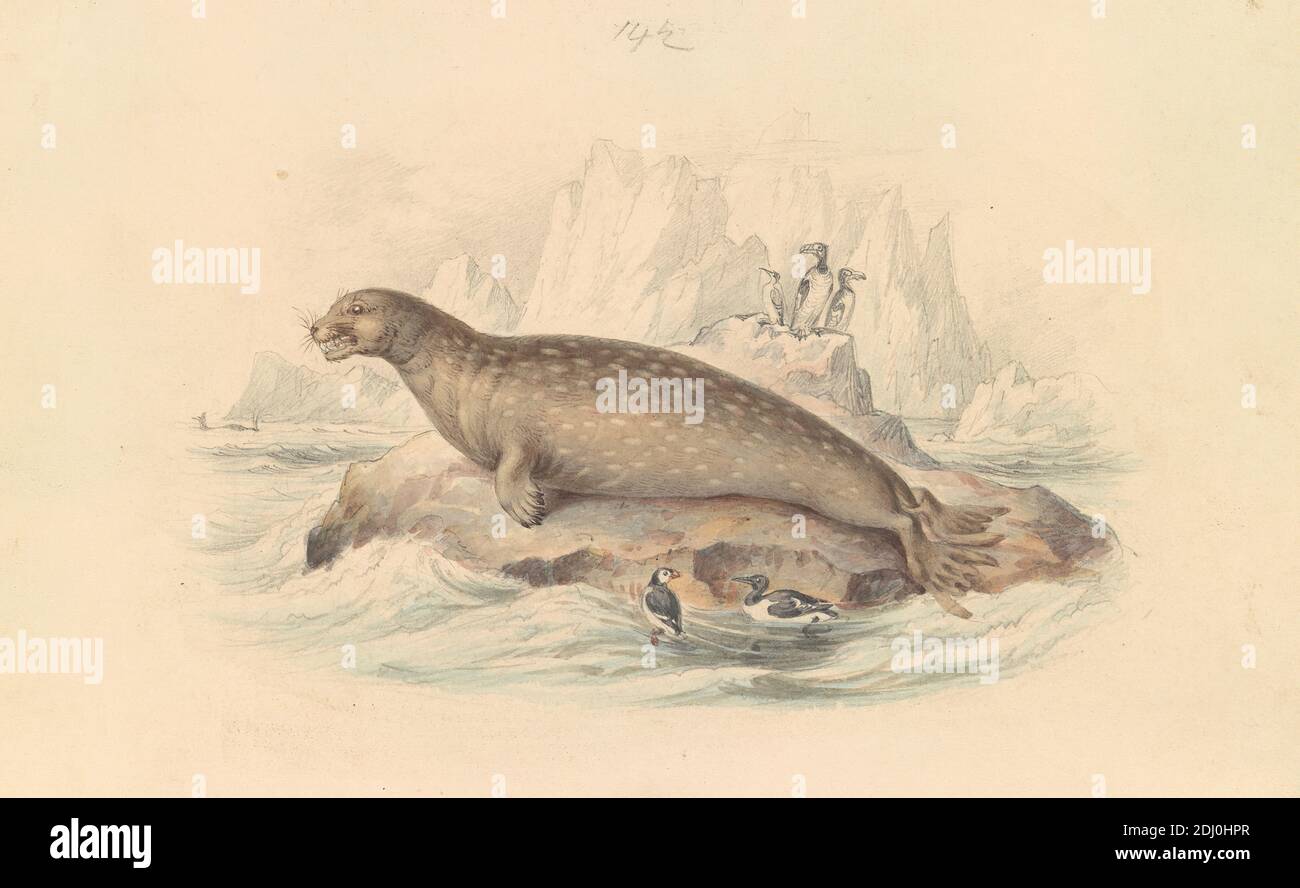 The Leopard Seal, James Stewart, 1791–1863, inglese, ca. 1837, acquerello, grafite, penna e inchiostro marrone su carta spessa, liscia, crema, wove, foglio: 5 1/16 × 8 pollici (12.9 × 20.3 cm Foto Stock