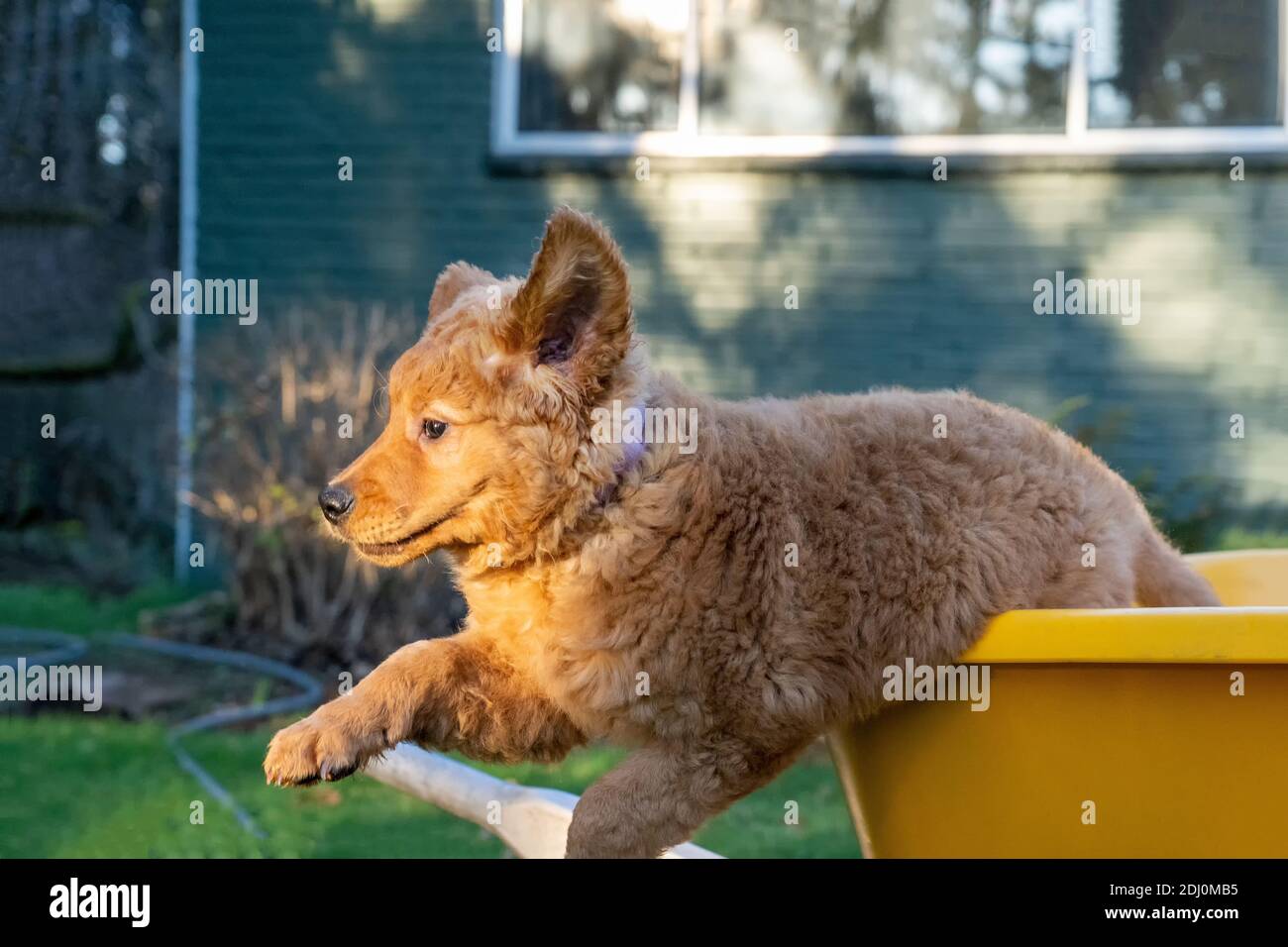 Issaquah, Washington, Stati Uniti. Acero, un cucciolo Red Golden Retreiver di 10 settimane che salta da una carriola. Foto Stock