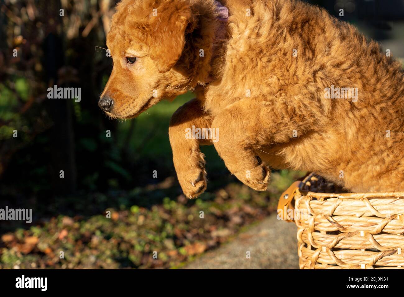 Issaquah, Washington, Stati Uniti. Acero, un cucciolo Red Golden Retreiver di 10 settimane che salta fuori da un cesto. Foto Stock