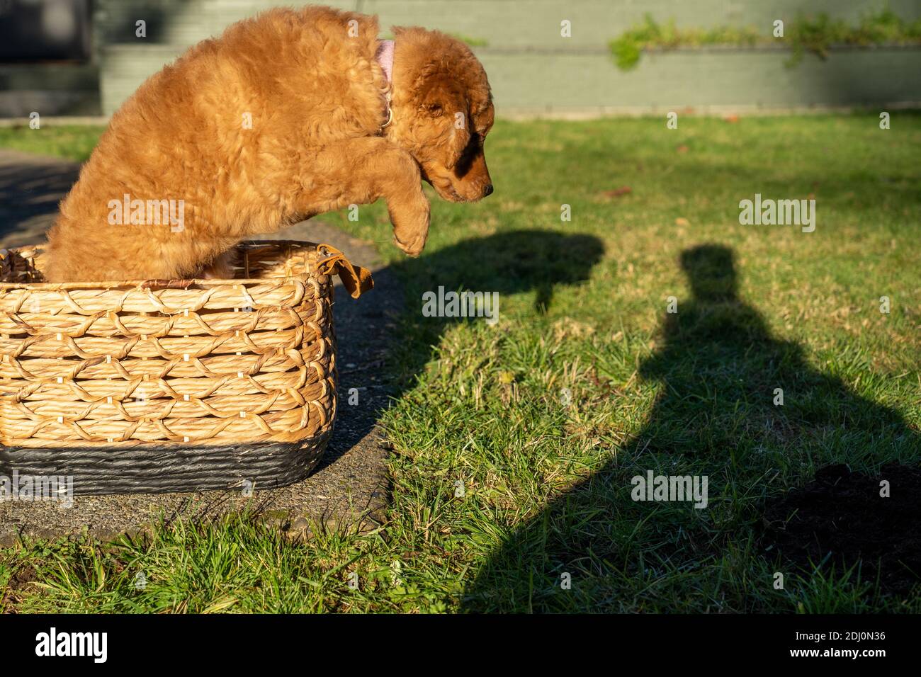 Issaquah, Washington, Stati Uniti. Acero, un cucciolo Red Golden Retreiver di 10 settimane che salta fuori da un cesto. Foto Stock