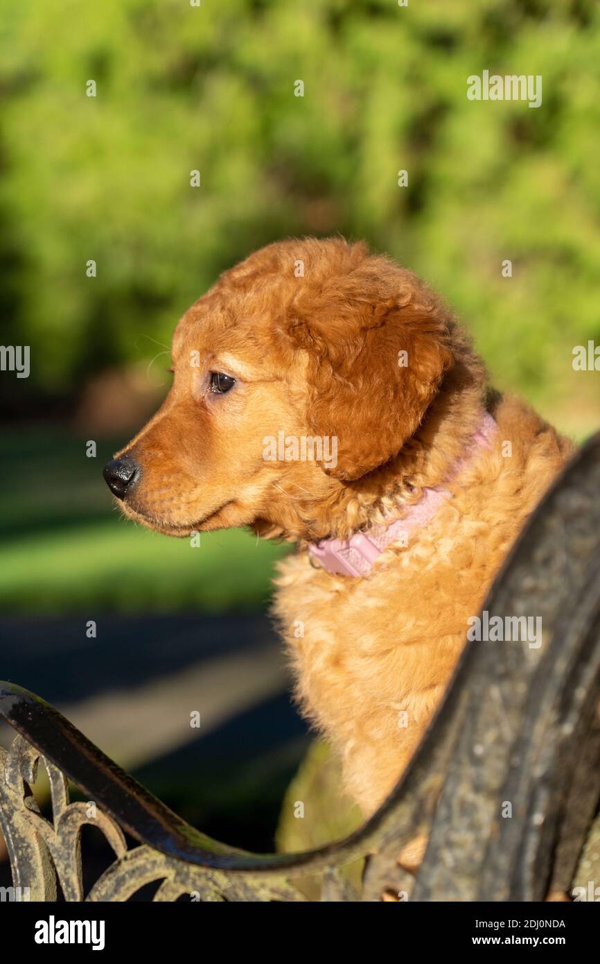 Issaquah, Washington, Stati Uniti. Acero, un cucciolo di Red Golden Retriever di 10 settimane, in posa su una panca rustica di legno. Foto Stock