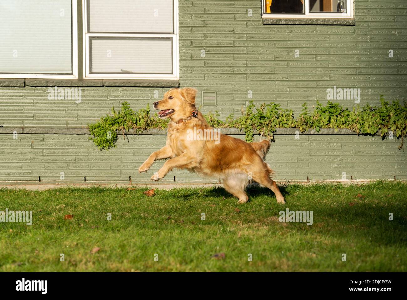 Issaquah, Washington, Stati Uniti. Aspen, un Golden Retreiver di due anni, corre e gioca nel suo cortile. Foto Stock
