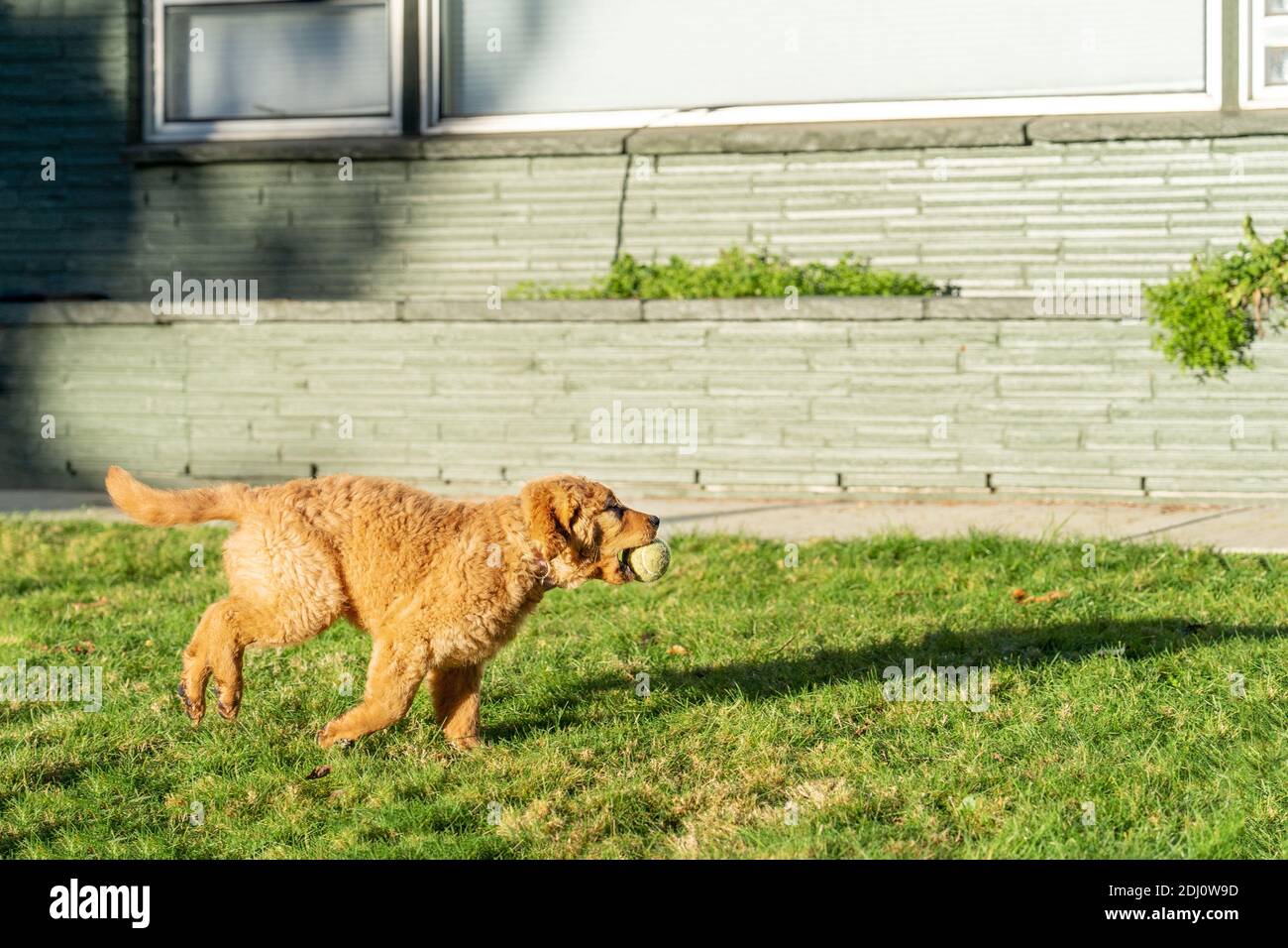 Issaquah, Washington, Stati Uniti. Maple, un cucciolo Red Golden Retreiver di 10 settimane, che corre e gioca nel suo cortile. Foto Stock