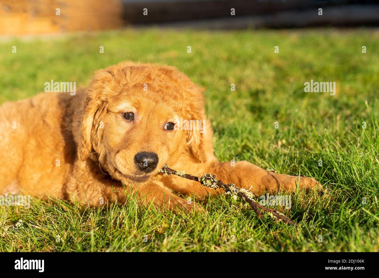Issaquah, Washington, Stati Uniti. Acero, un cucciolo Red Golden Retreiver di 10 settimane, masticando su bastoni. Foto Stock