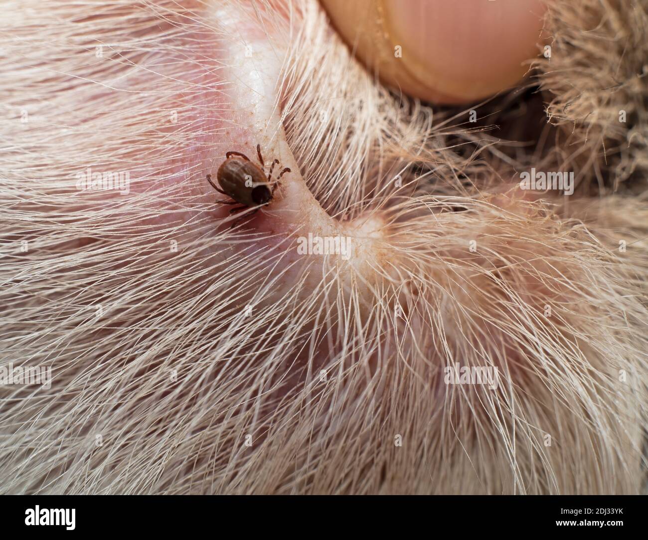 Il segno di spunta comune del cane trovato all'interno di un cane orecchio Foto Stock