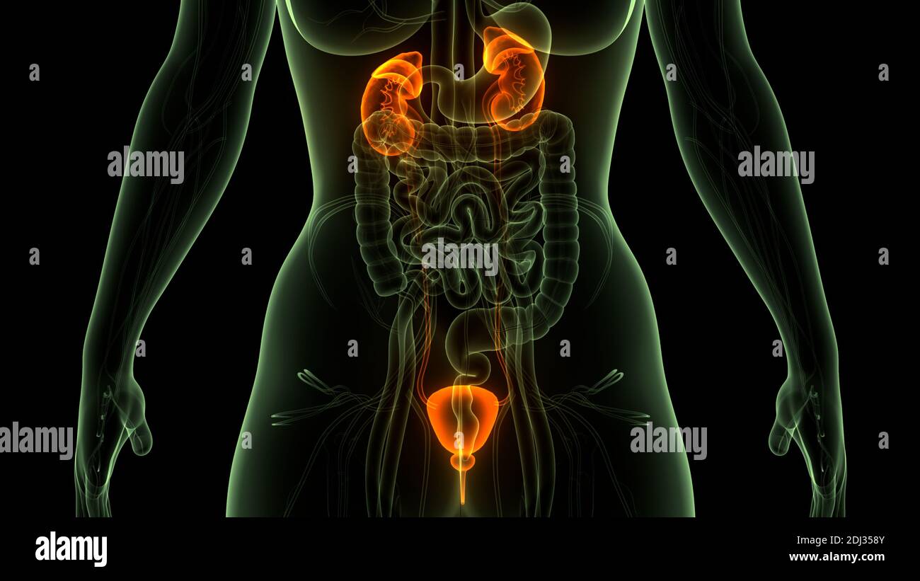 Umano Sistema urinario i reni con anatomia della vescica Foto Stock