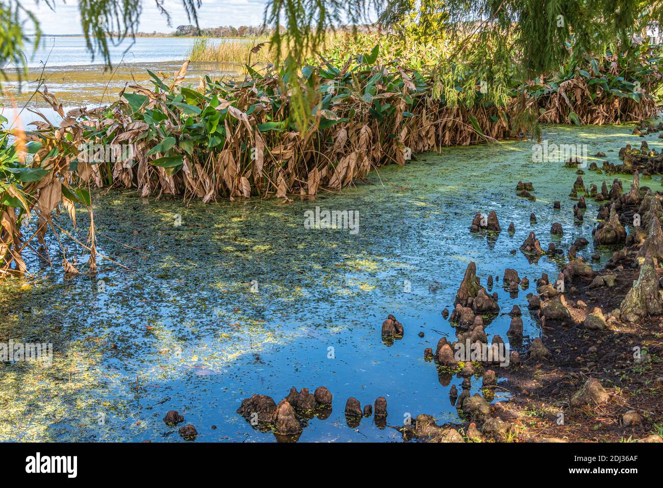 Cypress ginocchia, alghe verdi e piante acquatiche lungo la costa del lago Apopka a Newton Park in Winter Garden, Florida. (STATI UNITI) Foto Stock
