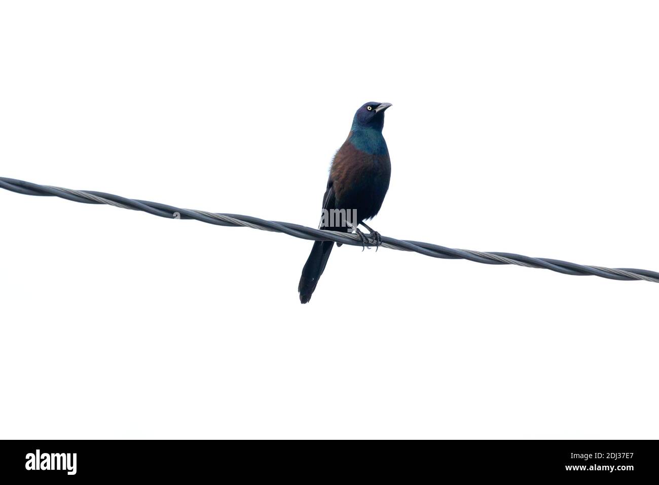 Grackle comune (Quiscalus quiscula) appollaiato su un filo, Long Island, New York Foto Stock